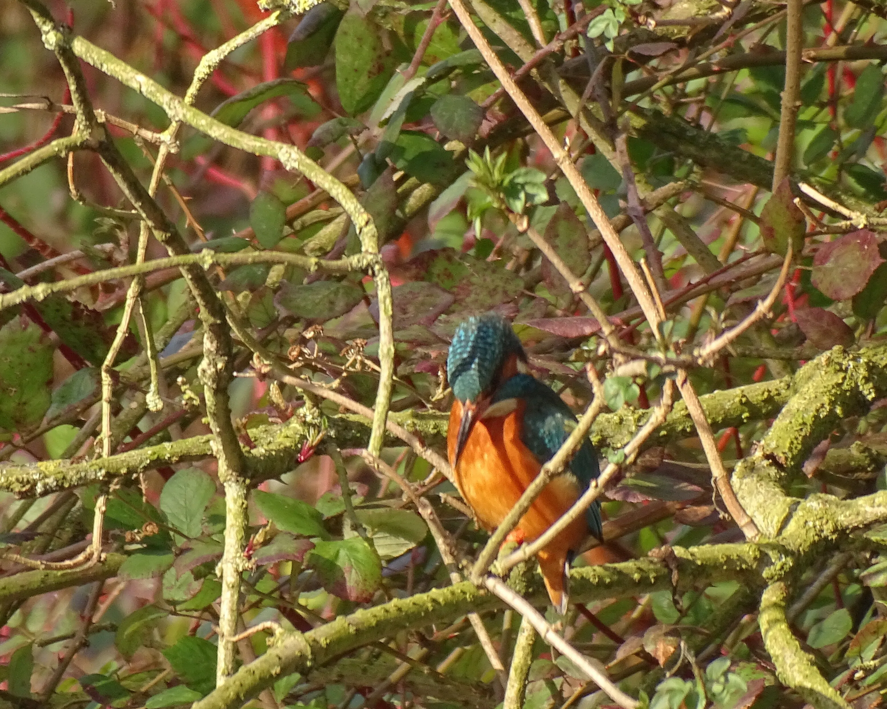 Kingfisher