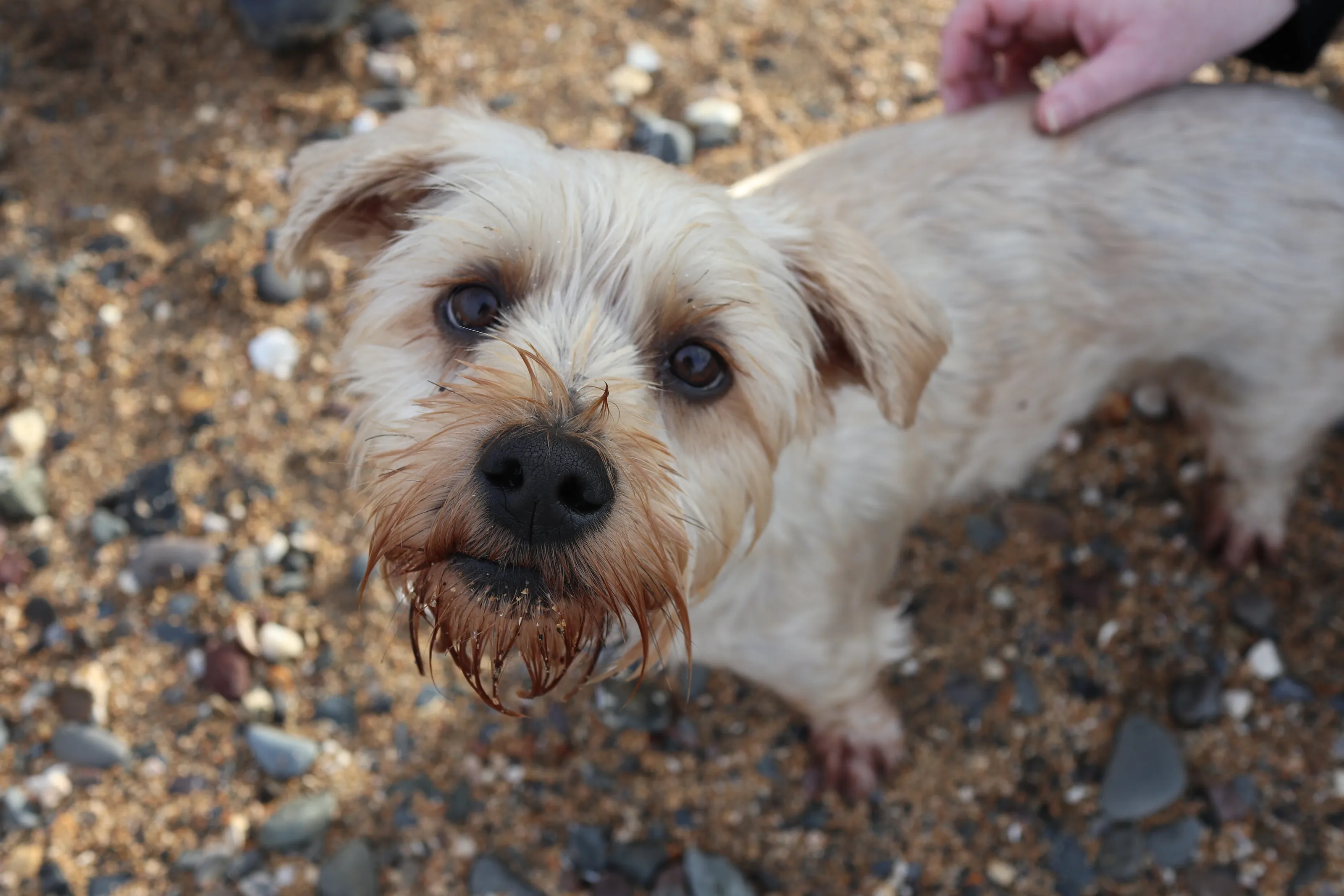 Dog on a shelly beach