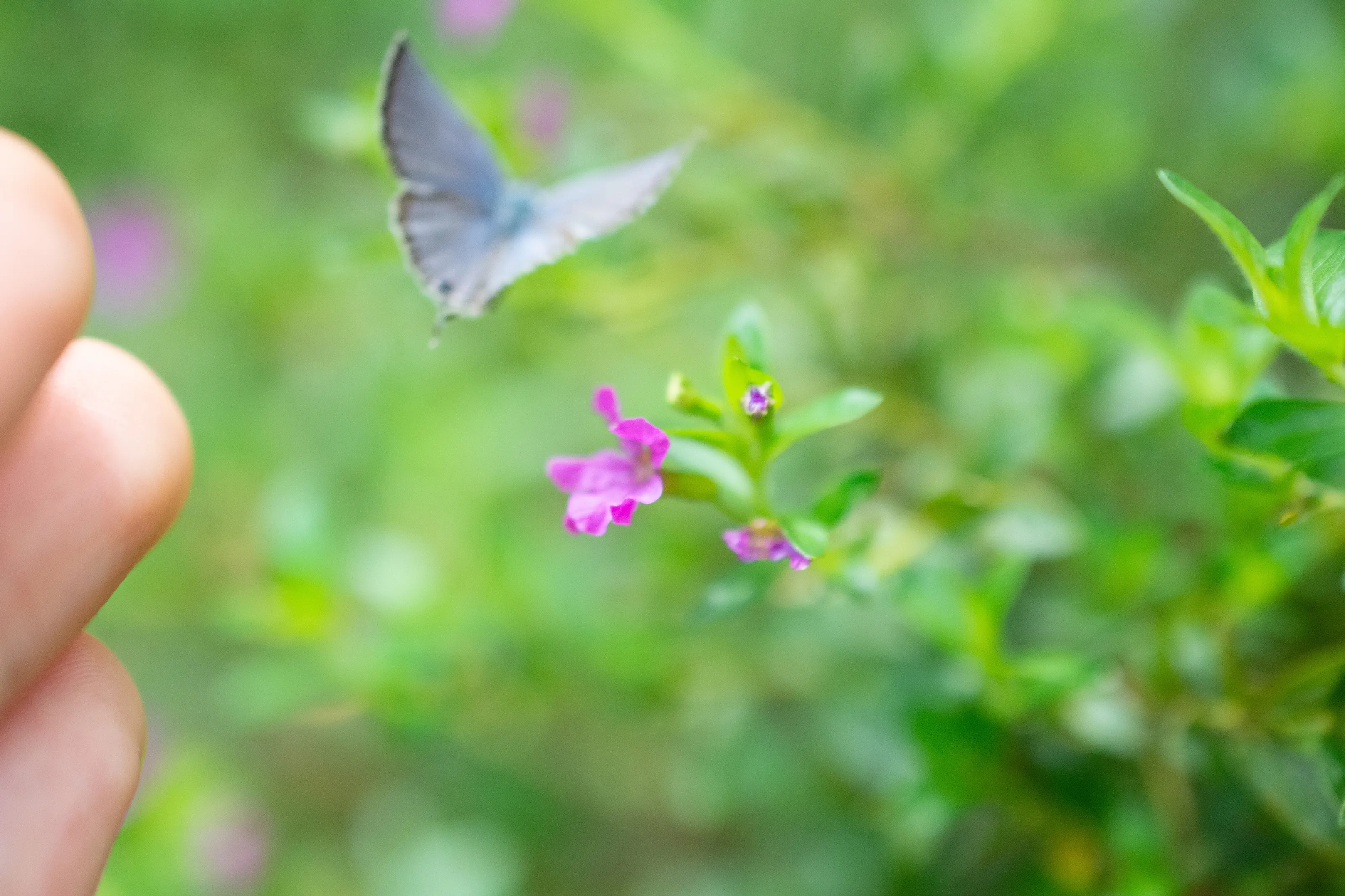 Flutter