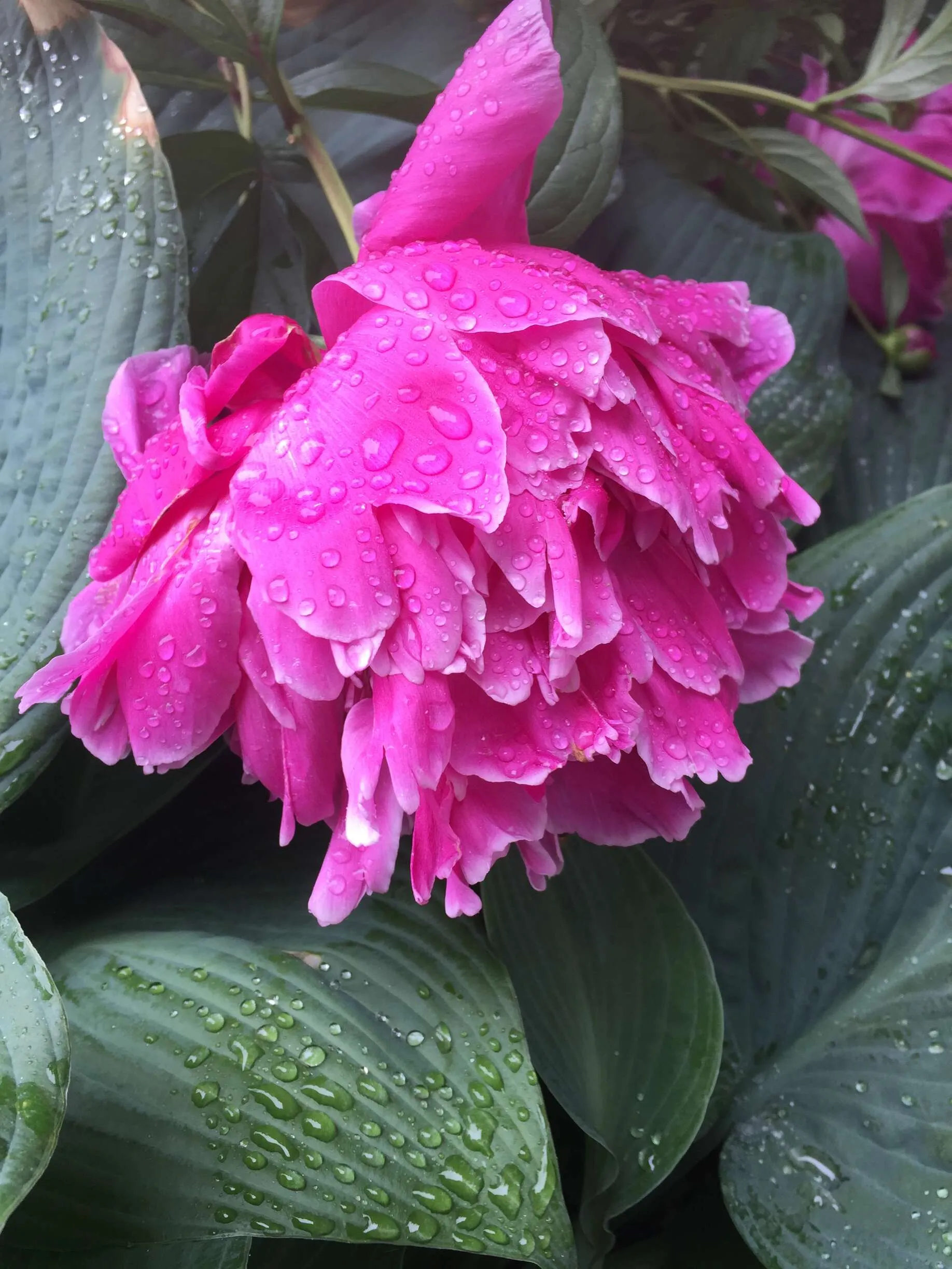 Rainy Day