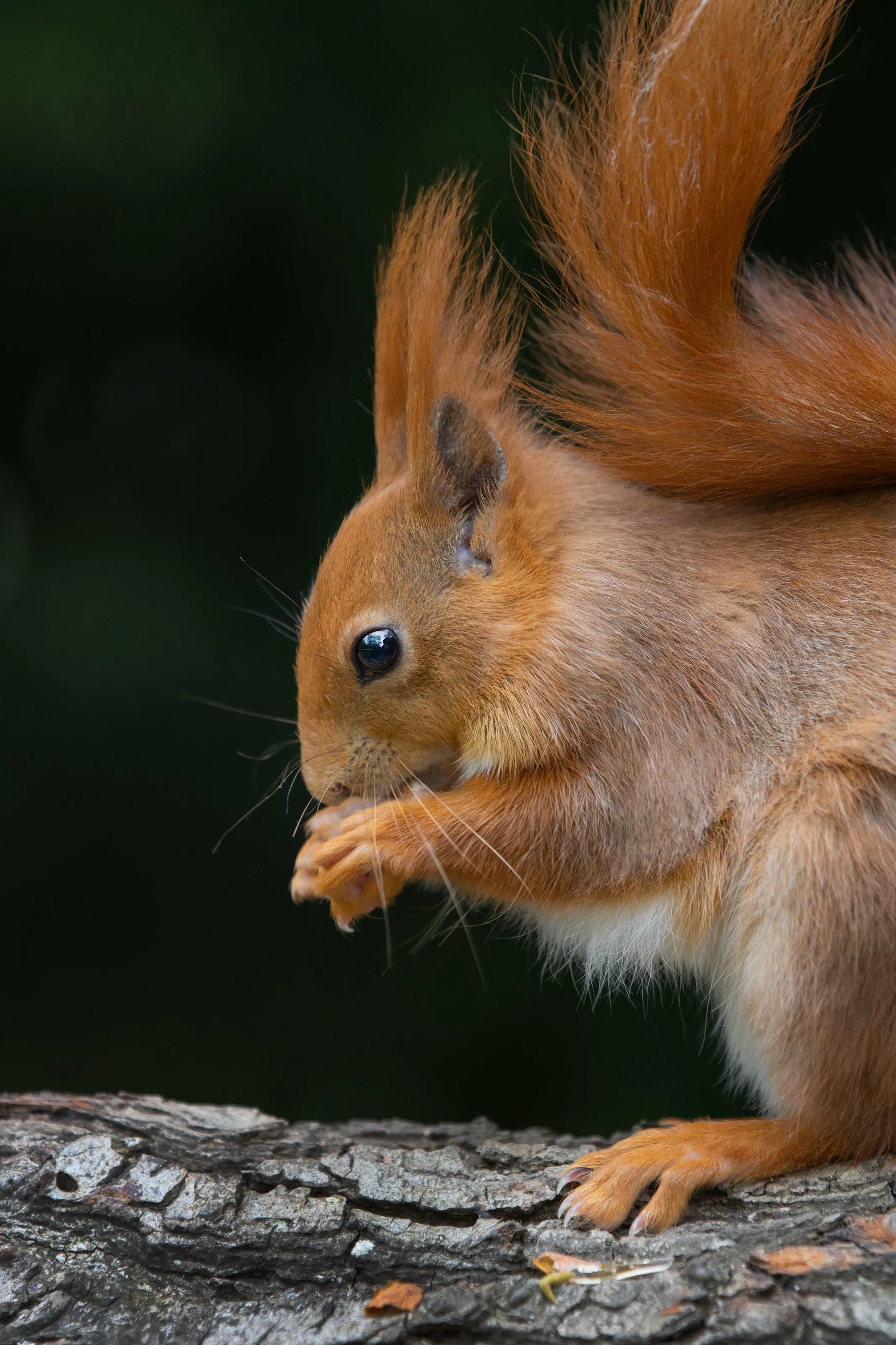 British Red Squirrel