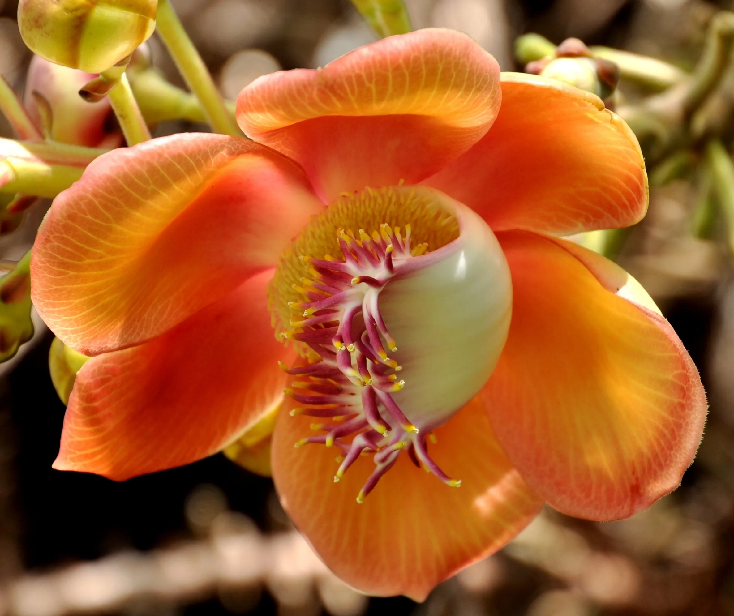 Comb and Brush flower