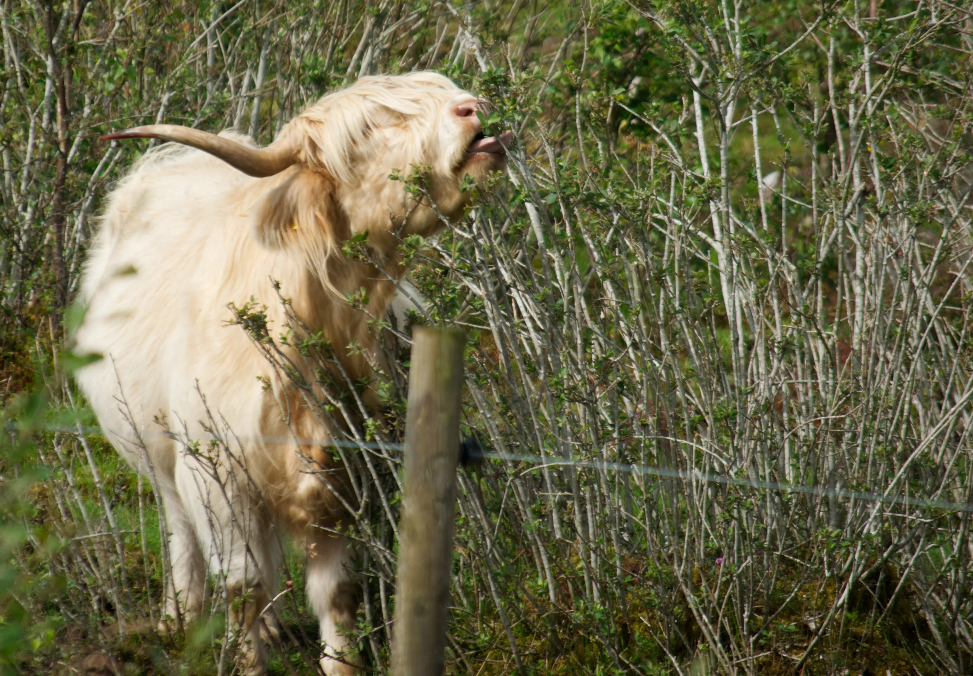 Highland Cow
