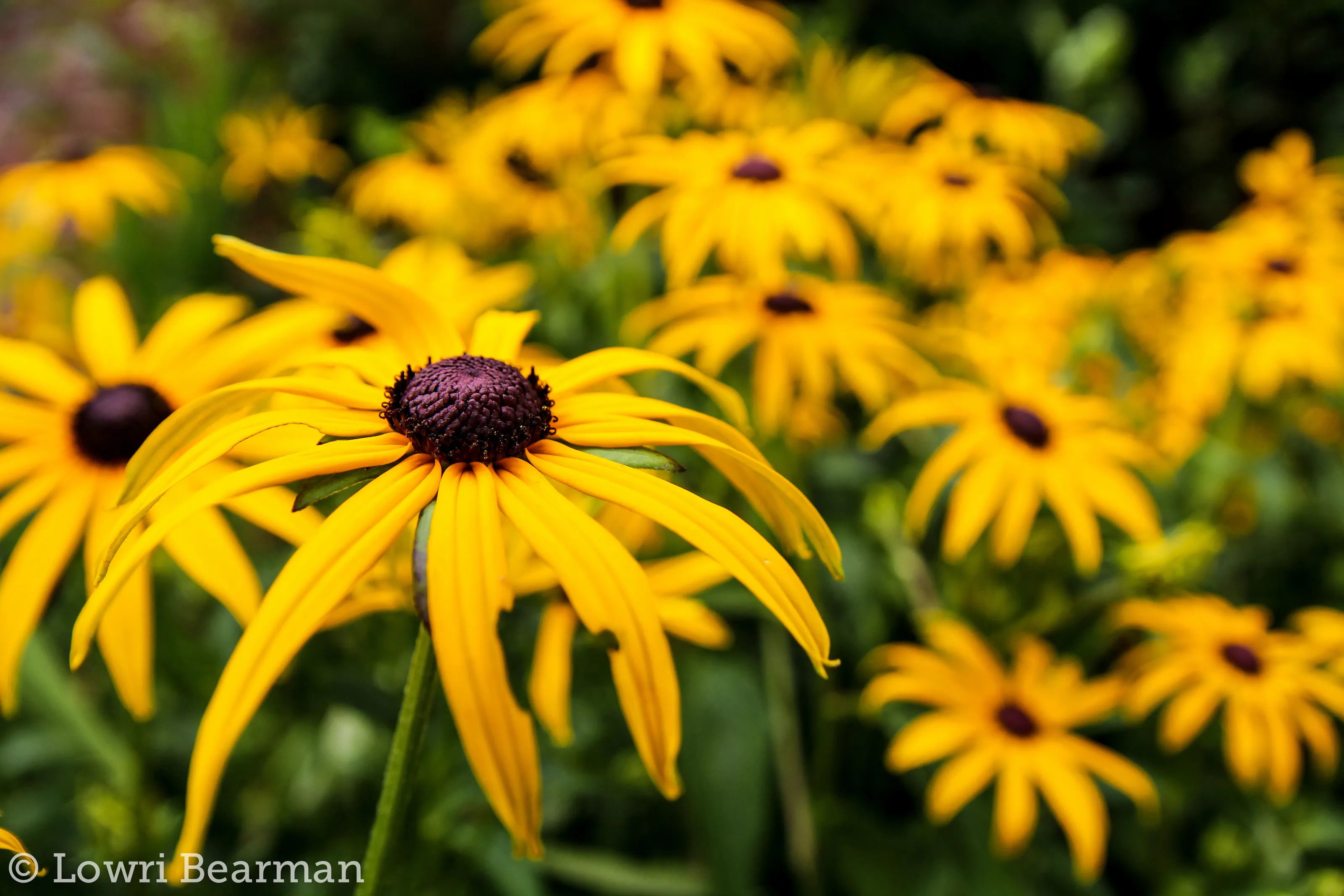 Mellow Yellow