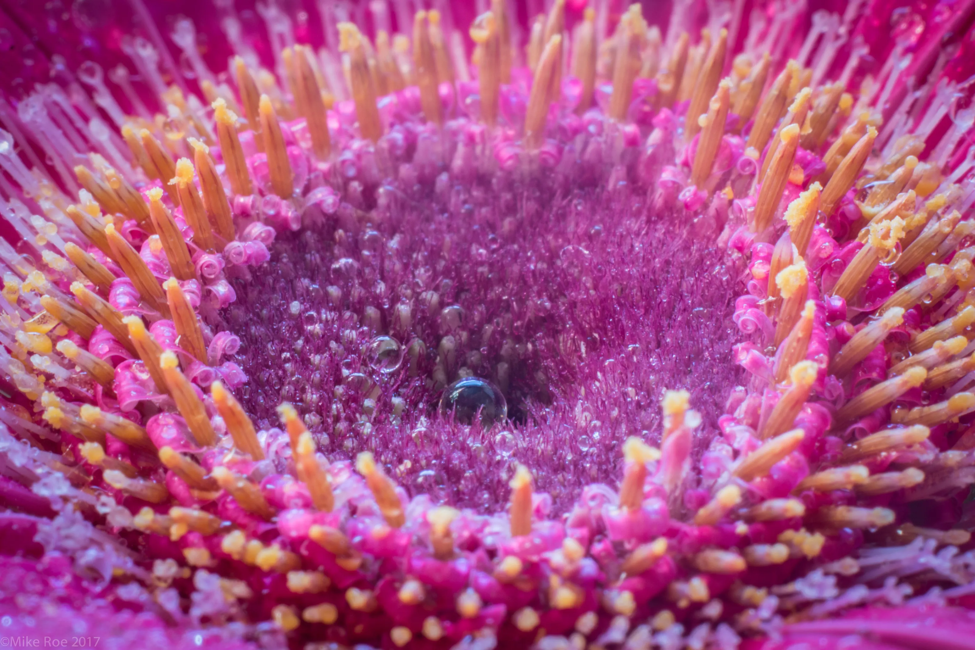 Bubbles or Droplets?