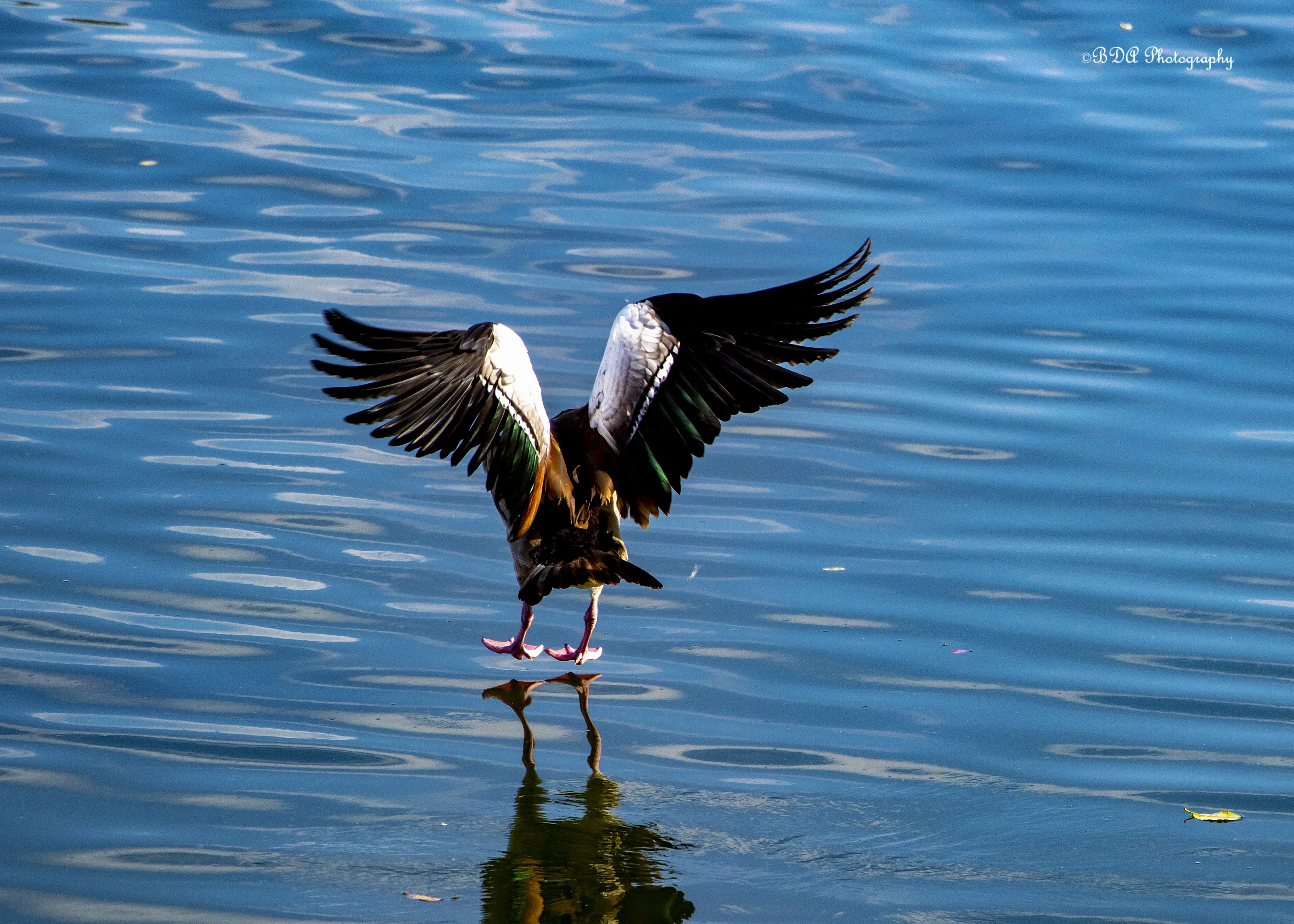 Egyptian Goose Coming in for a Landing