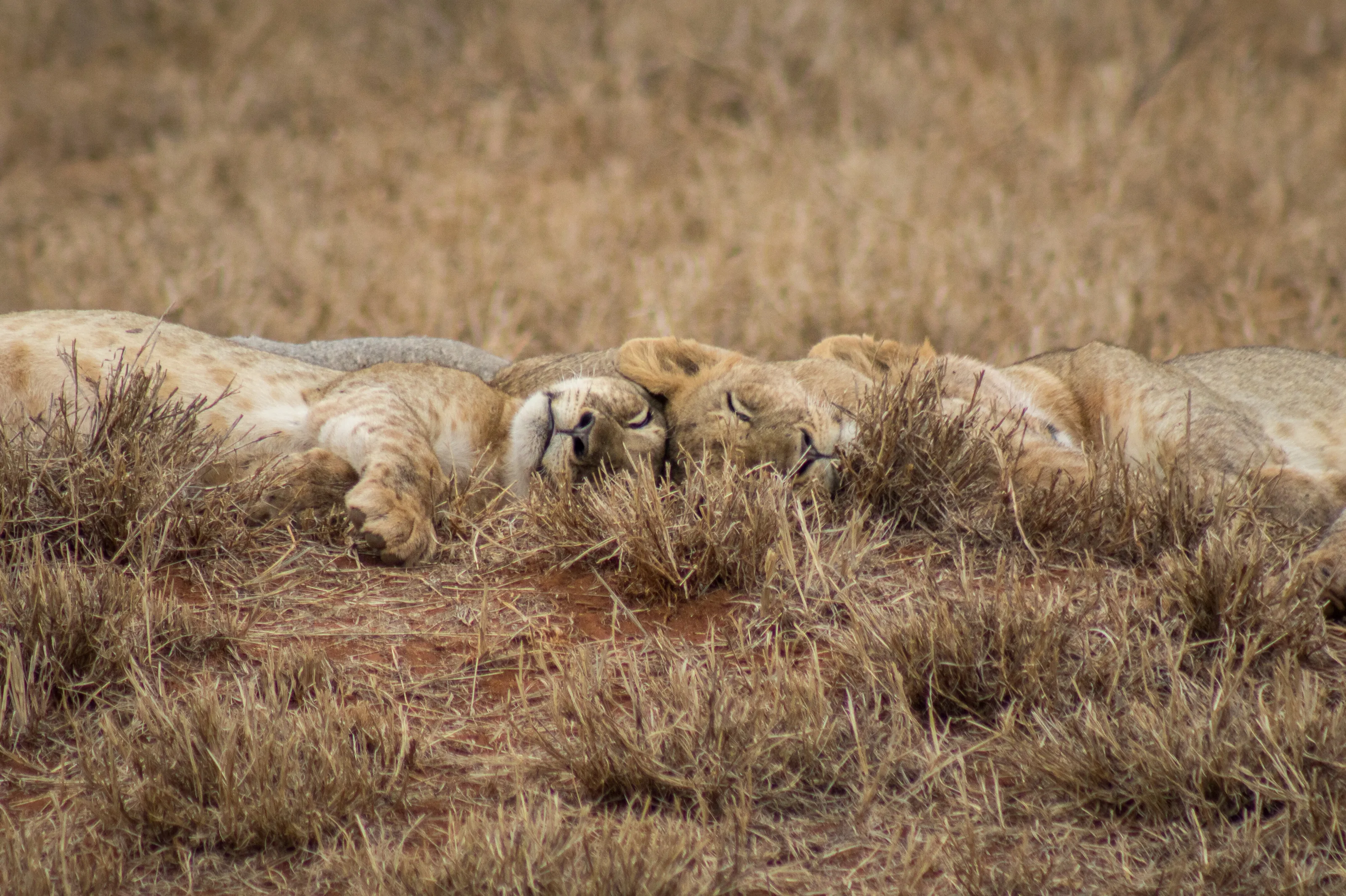 The Lion sleeps tonight