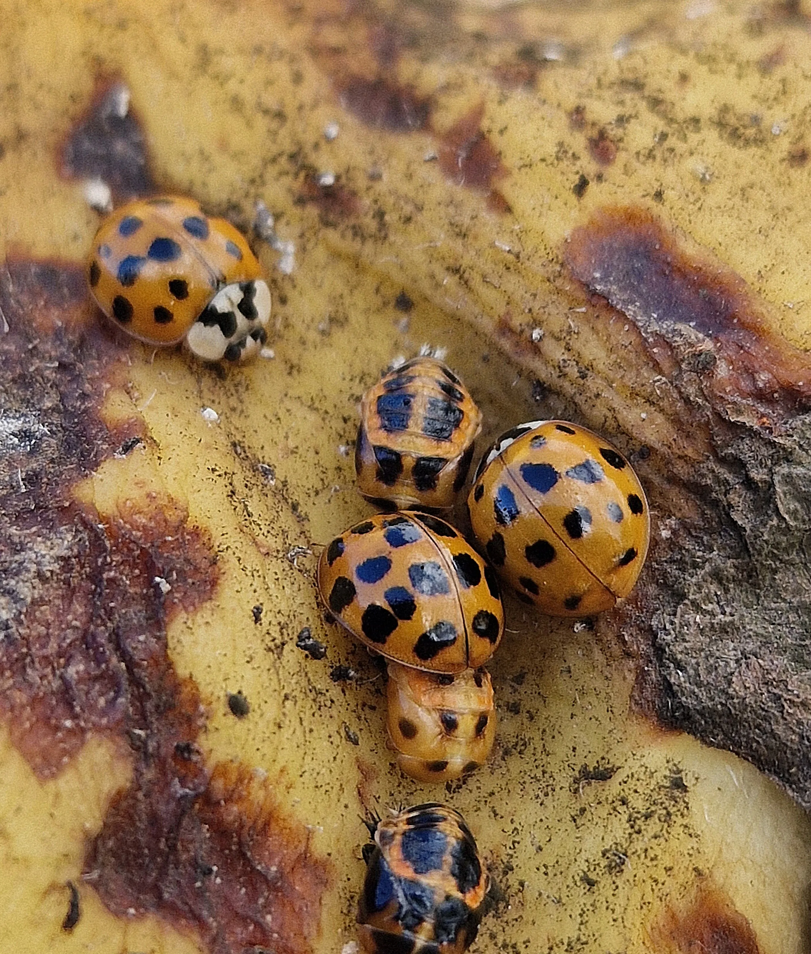 Ladybird Life Cycle