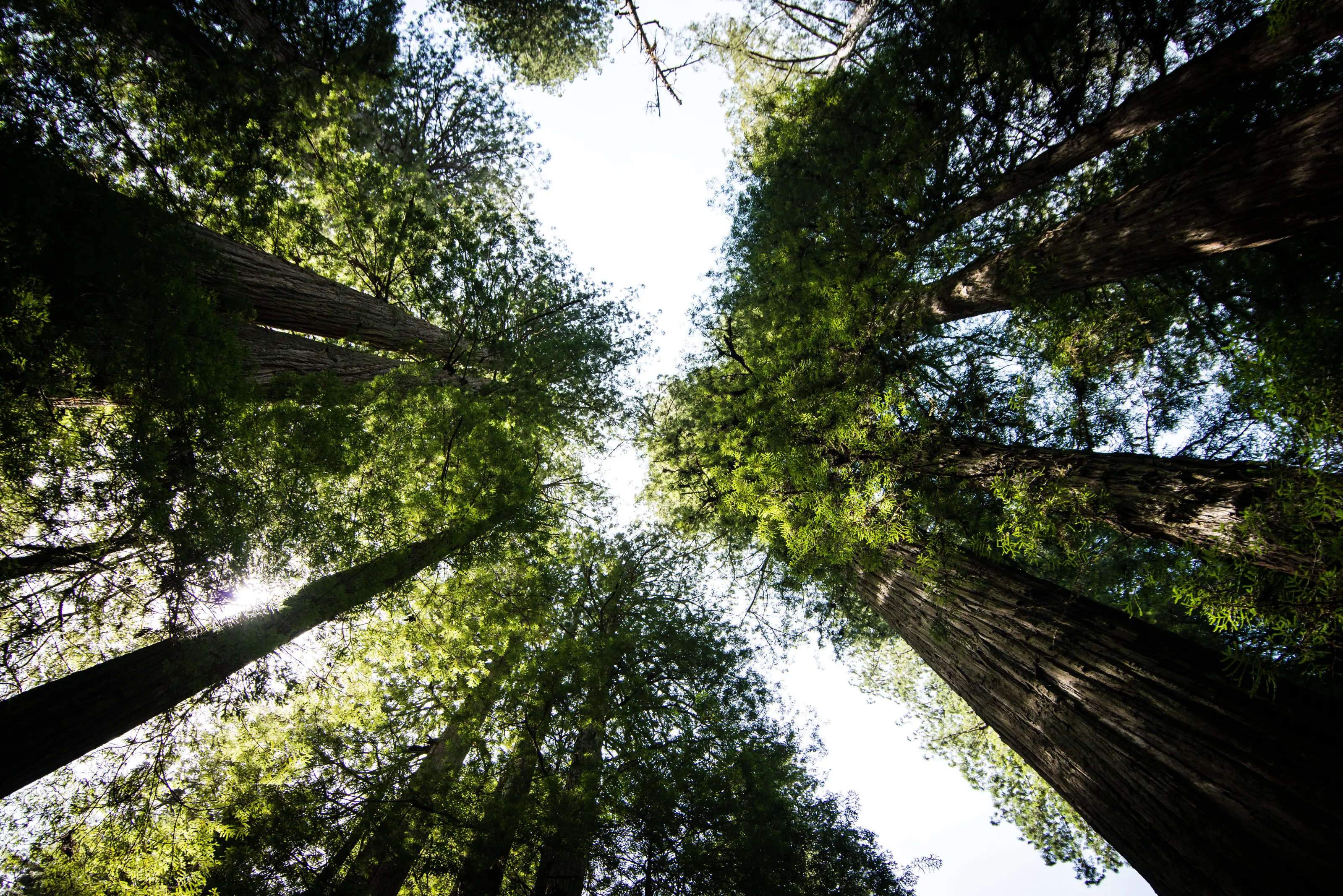 Redwoods