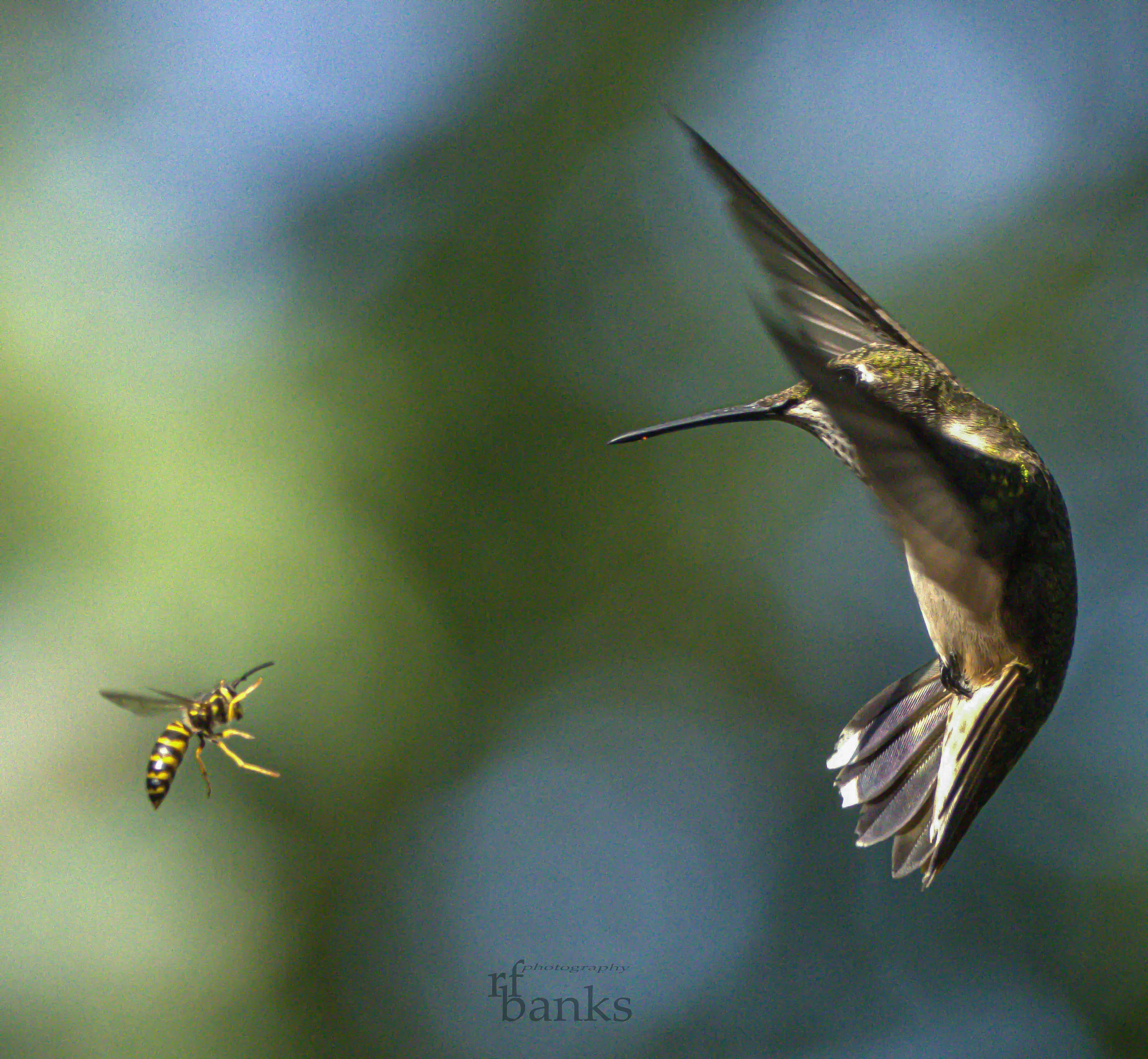 hummer and Hornet