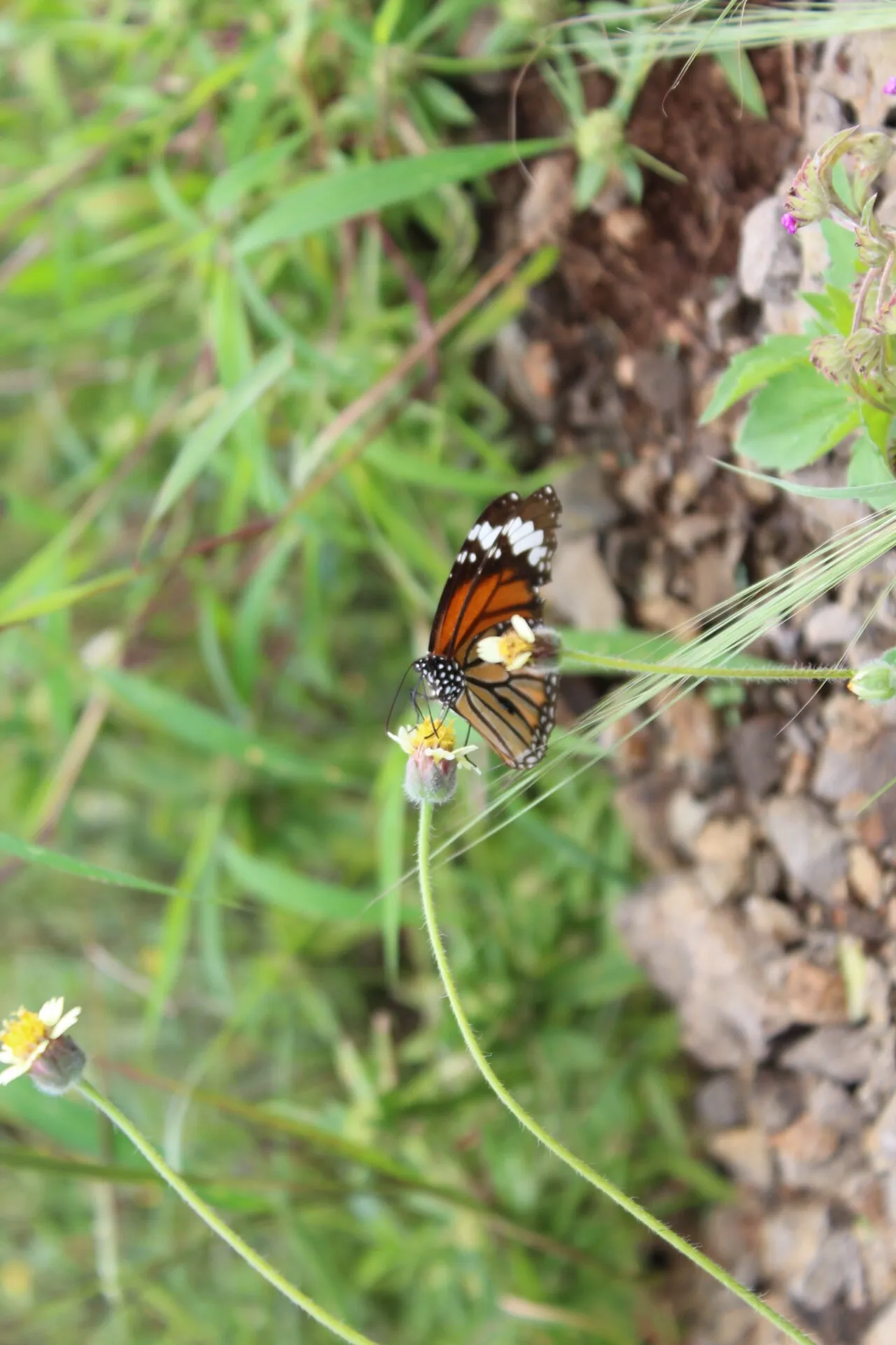 A Butterfly