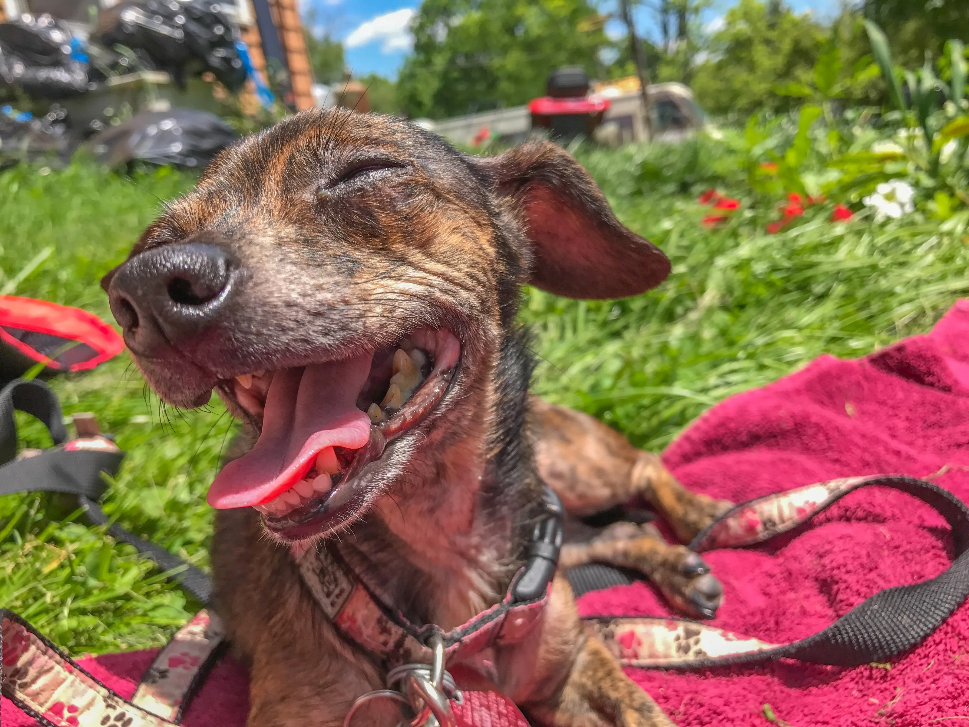 A Dogs Smile