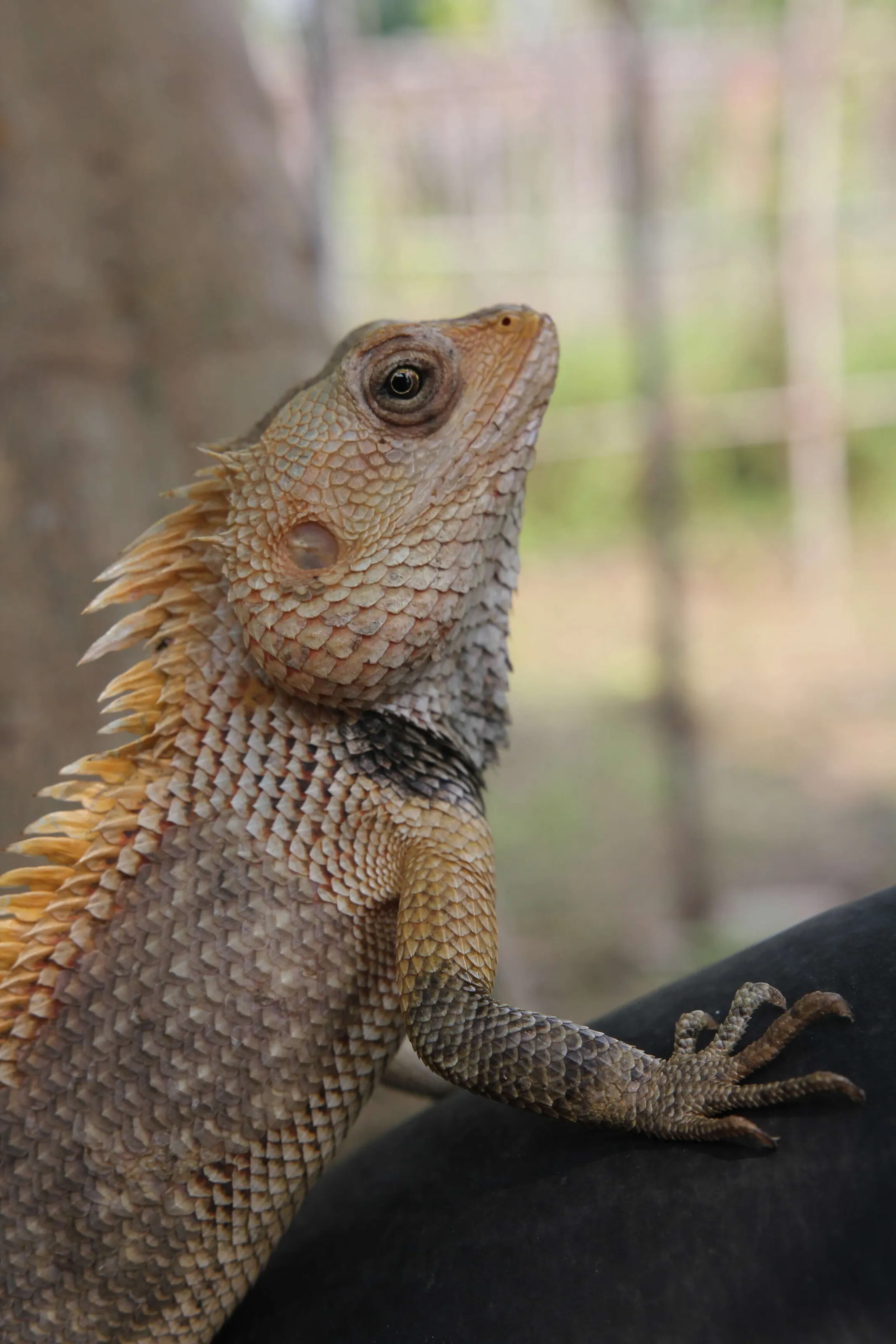 The Oriental Garden Lizard