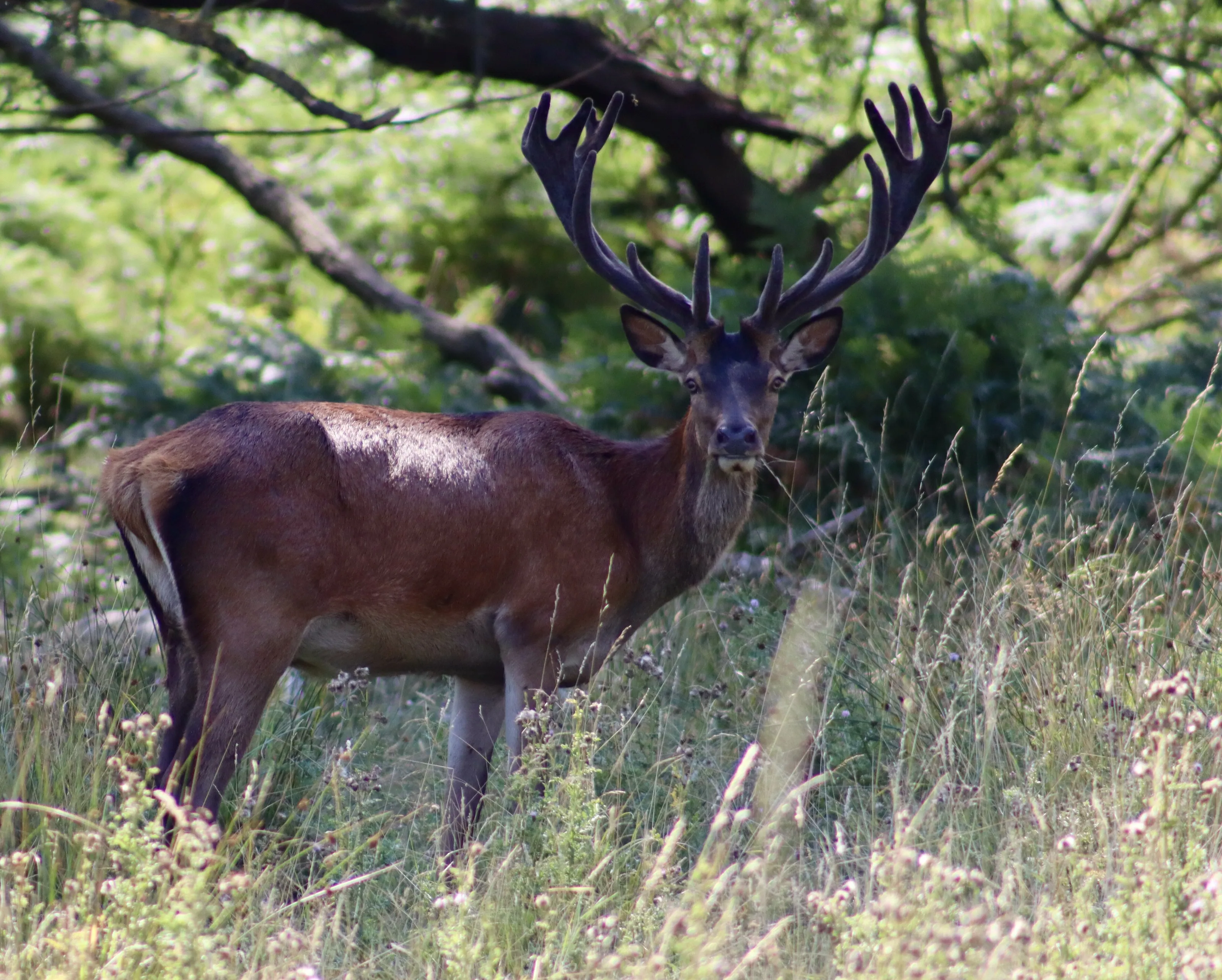 Red Deer