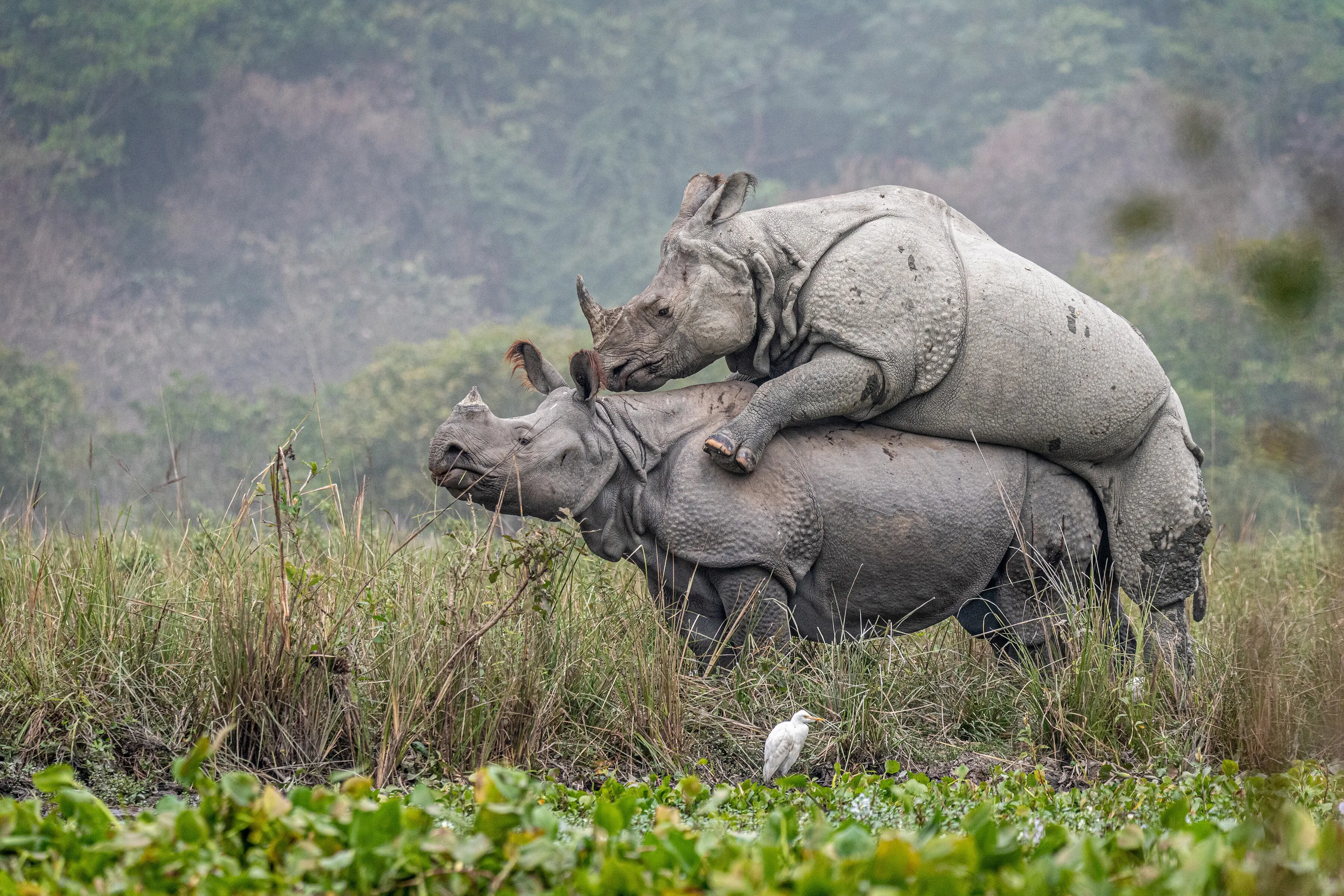 Rhino Mating