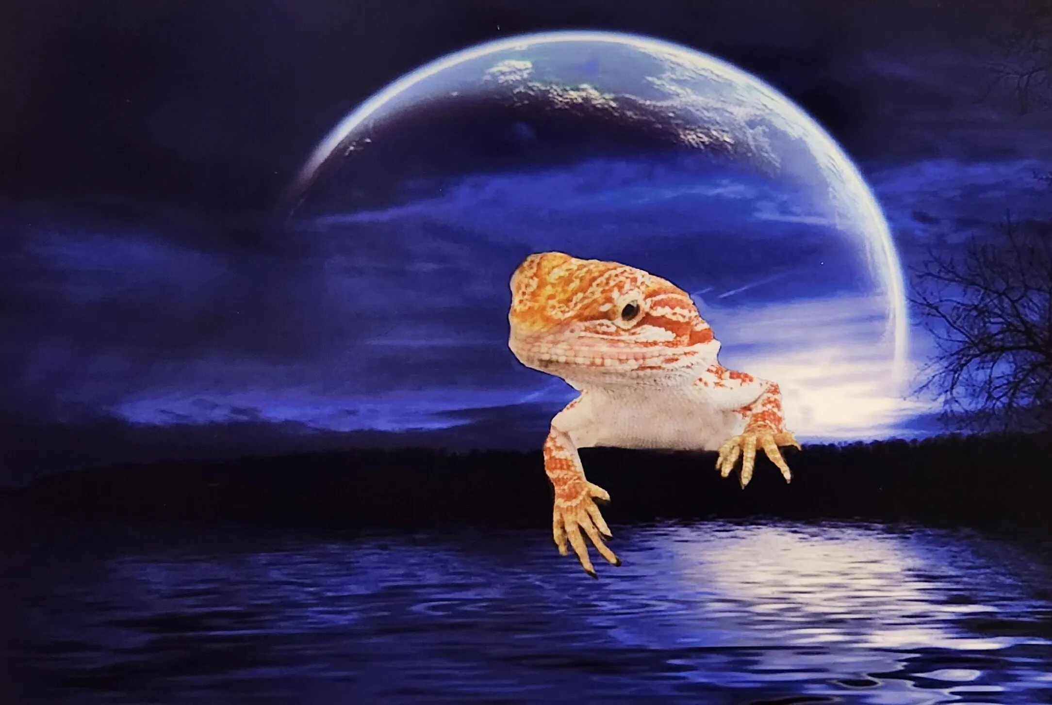Moonlight Dragon