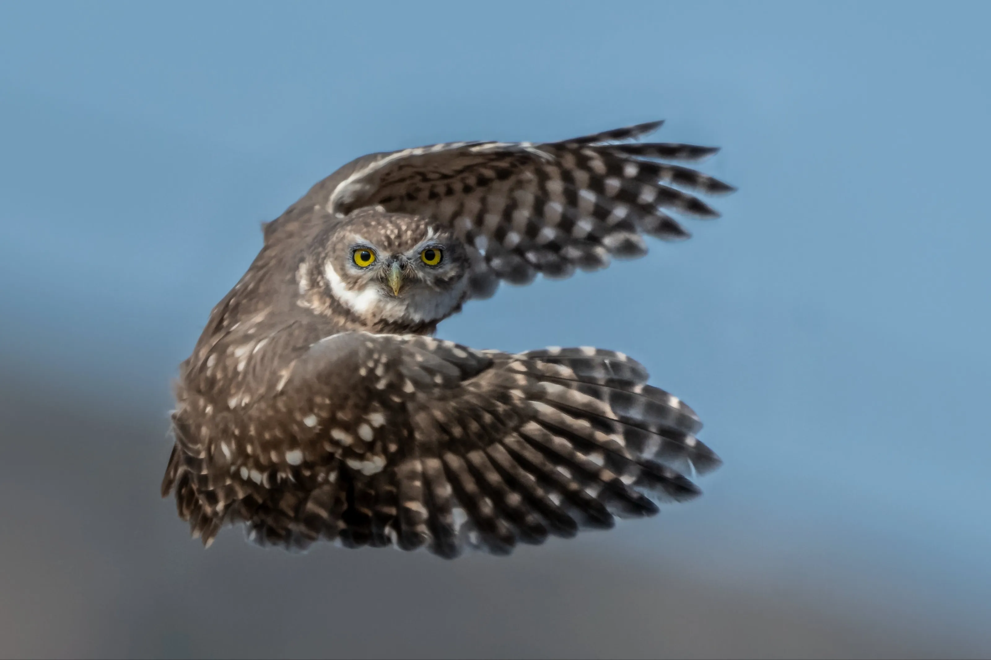Aerial vision