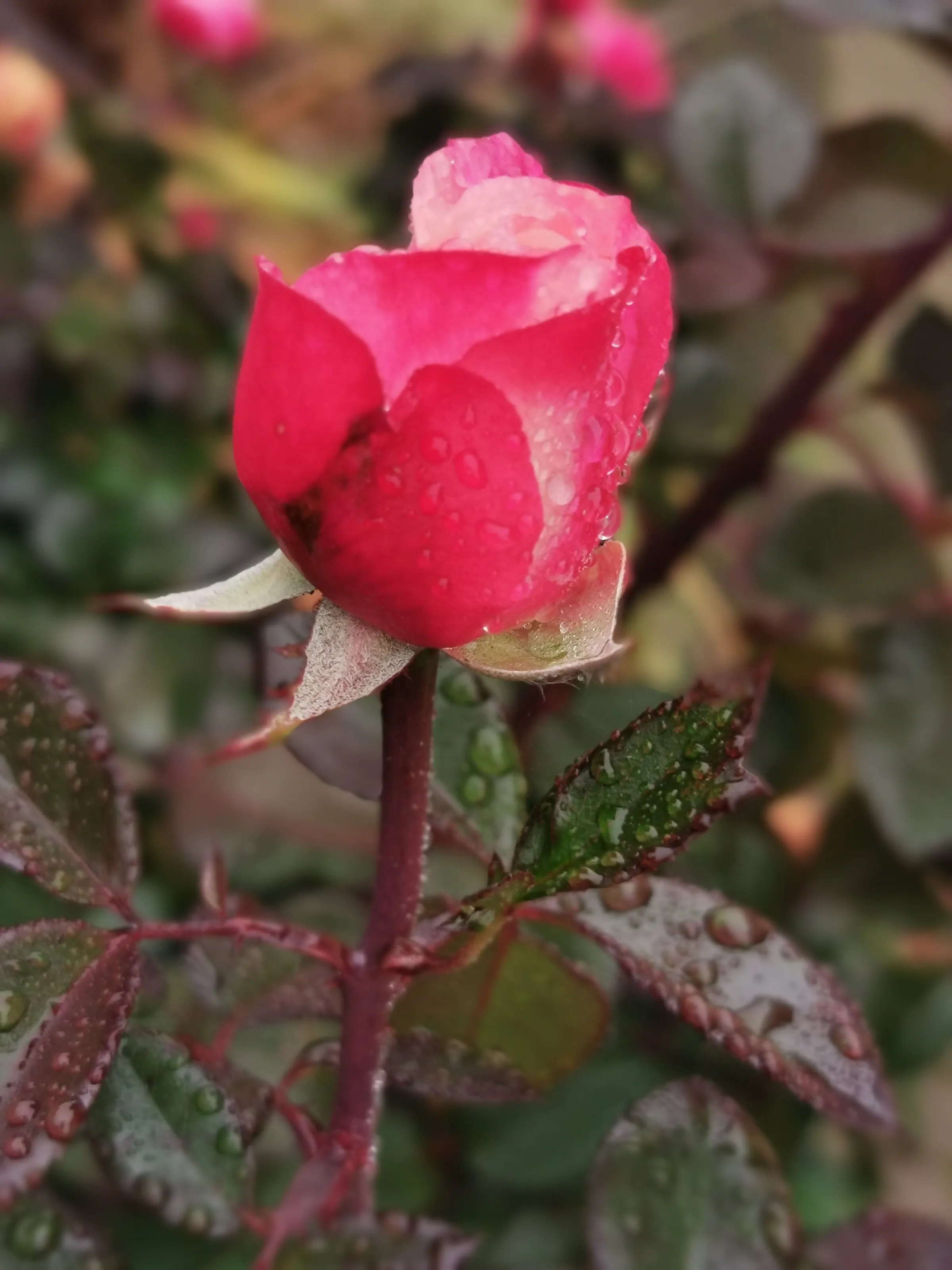 Roses
