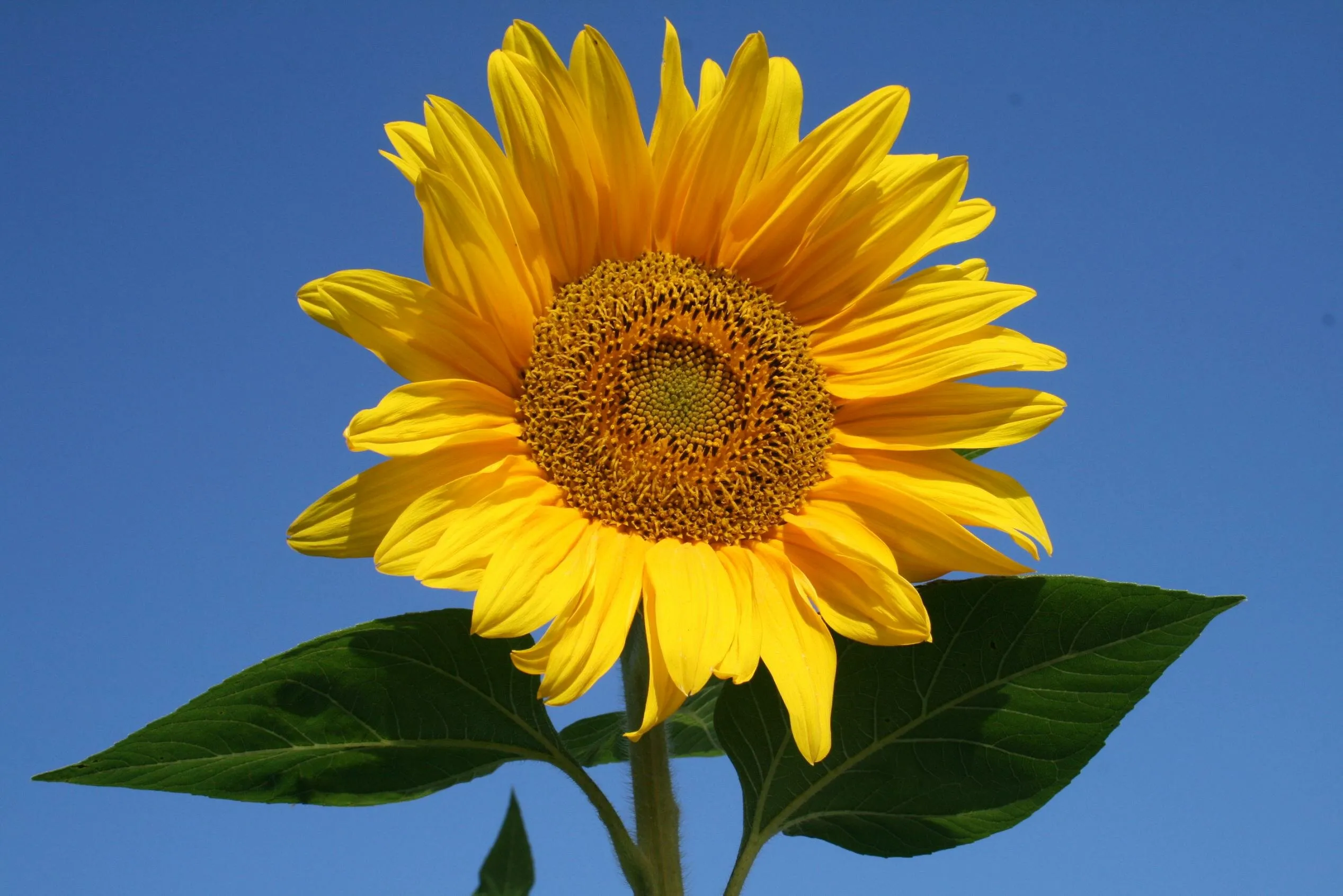 Against A Blue Sky In Colour
