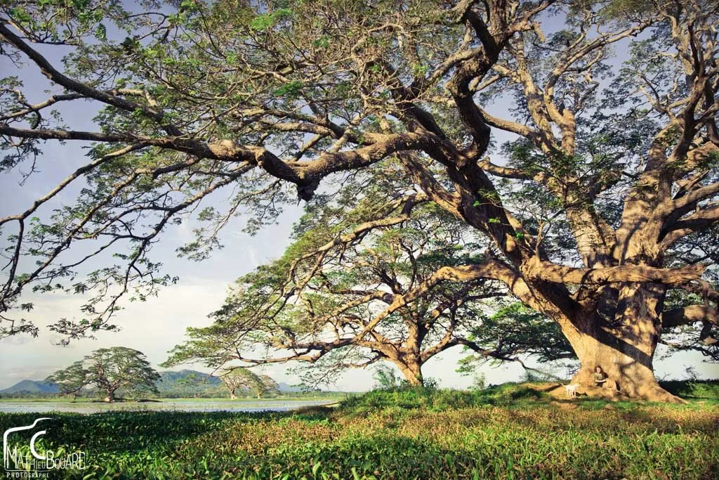 Sri Lanka Impression
