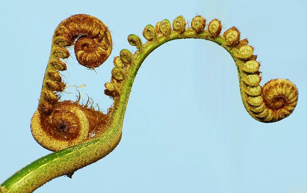 Curly-Whirly