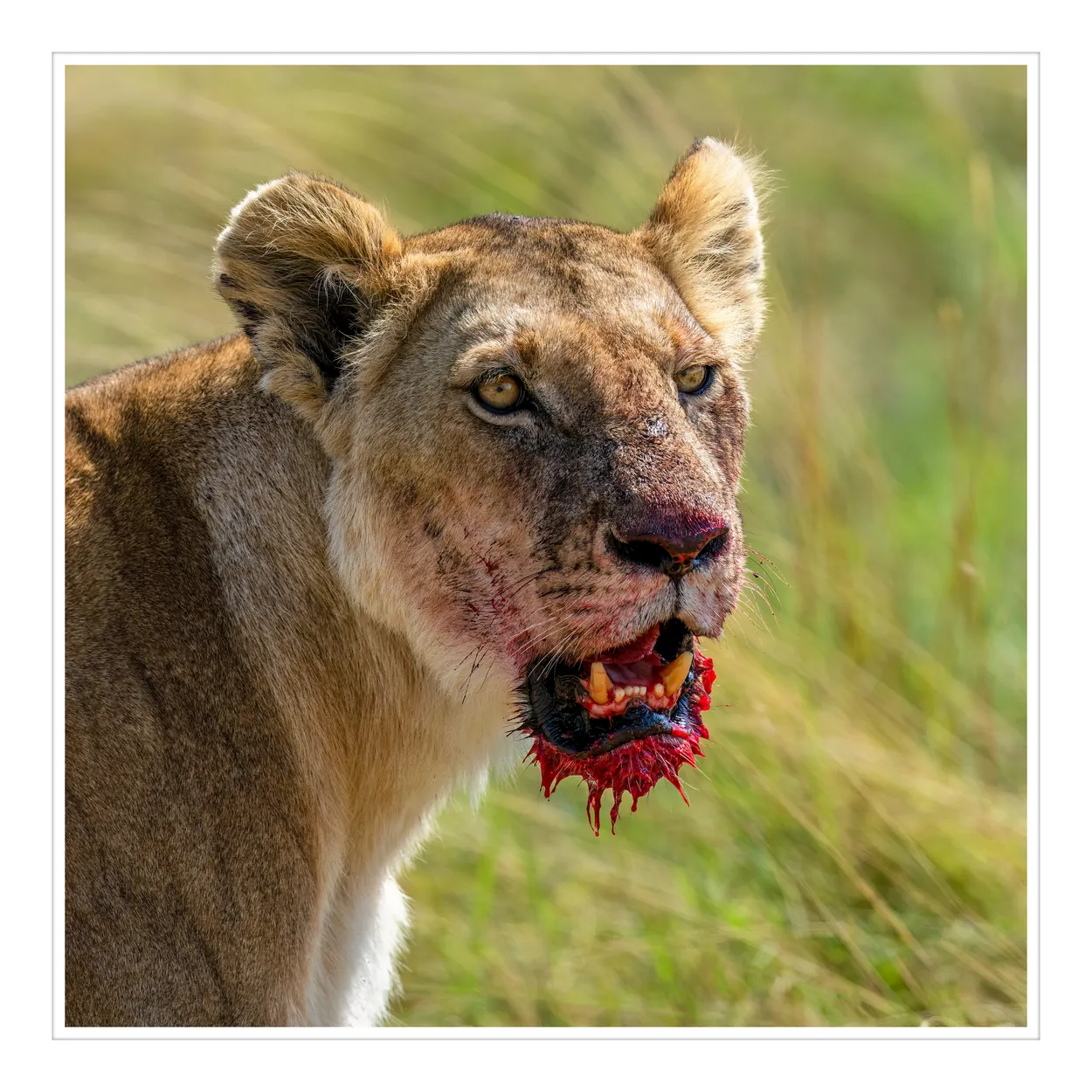 Lioness eating.