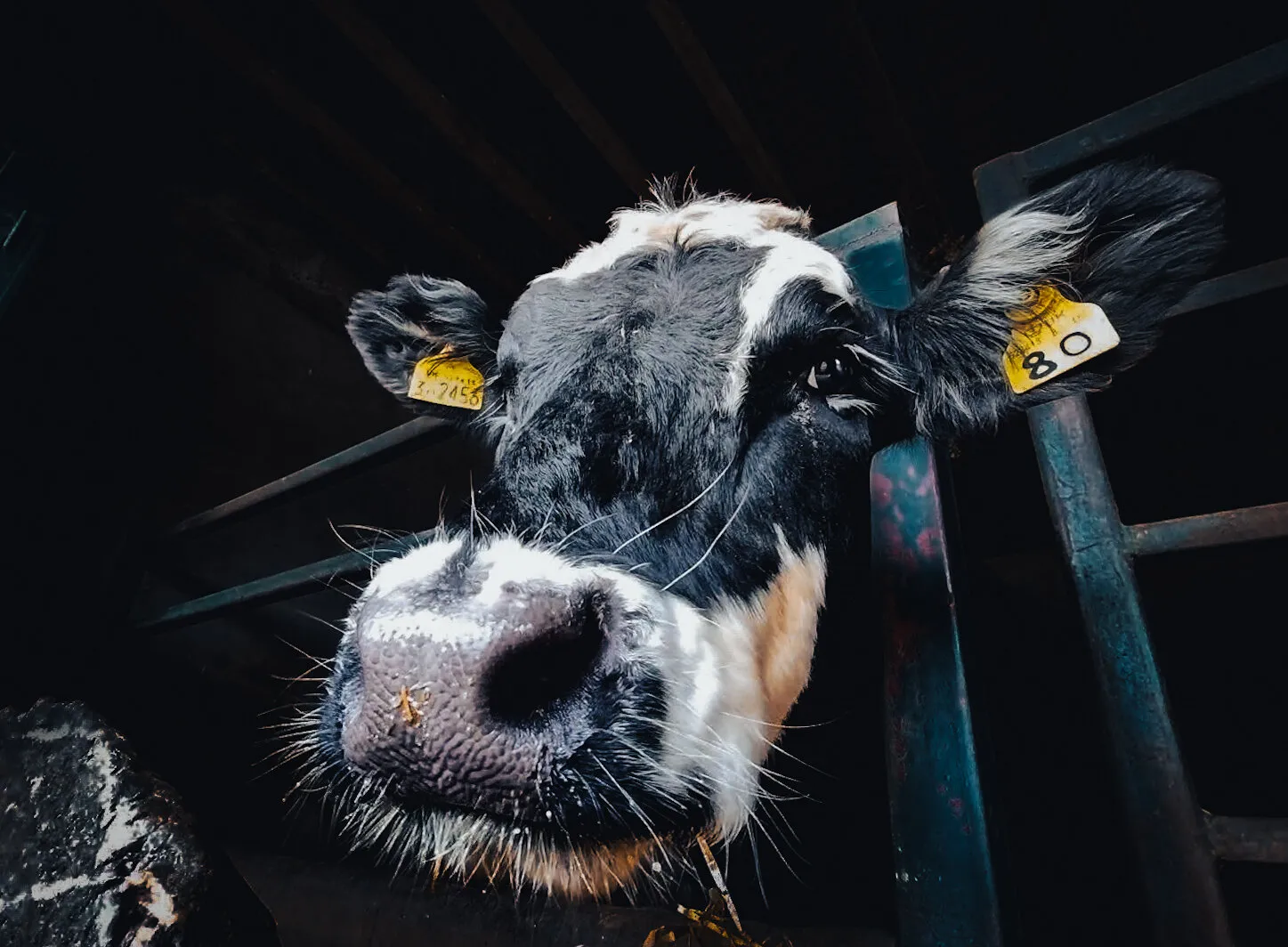 Friendly Cow