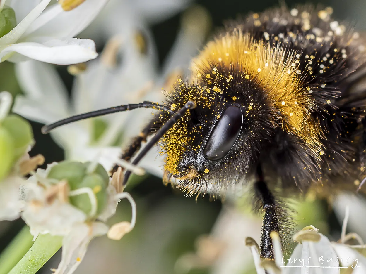 Covered in Yellow Pollen