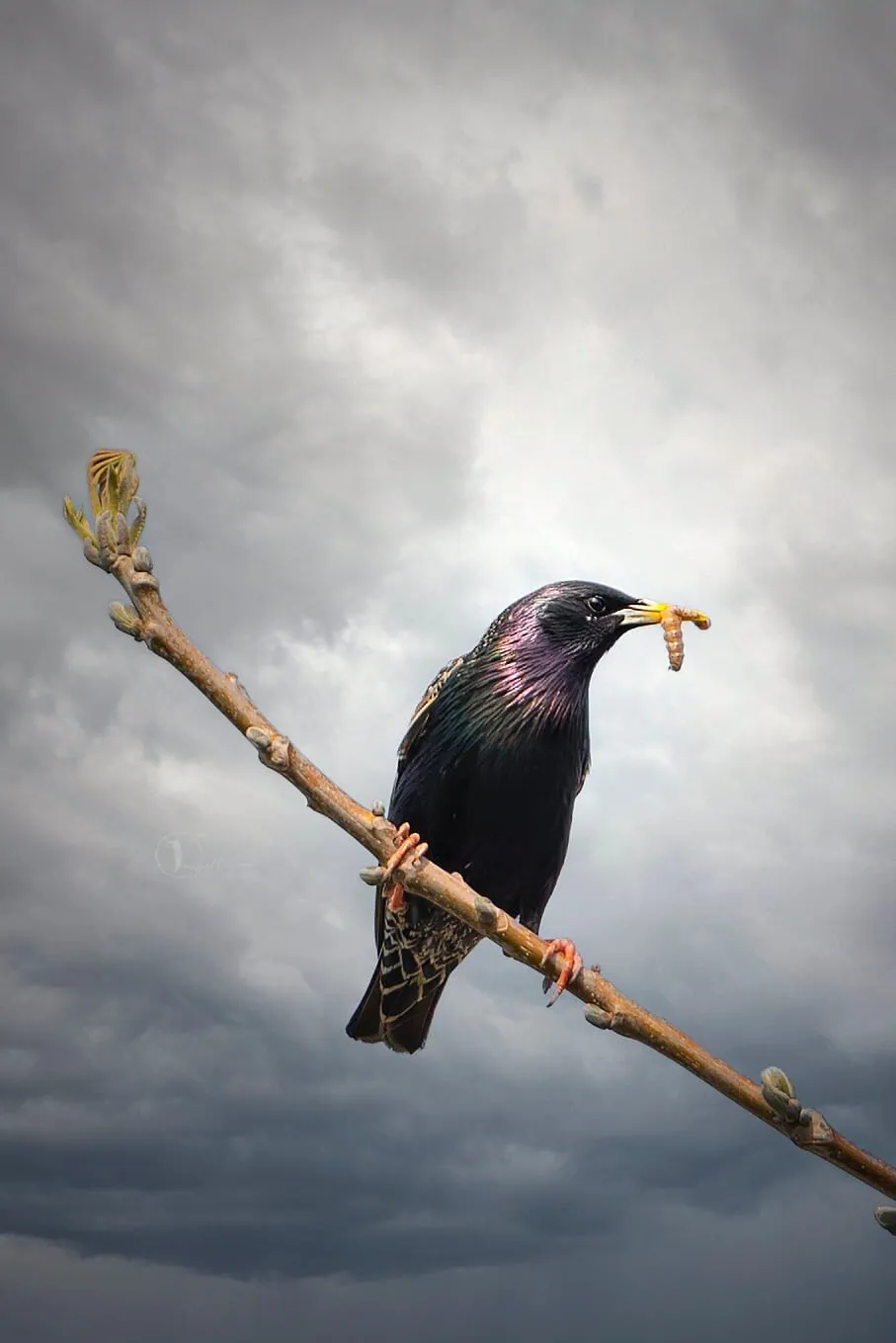 Starling