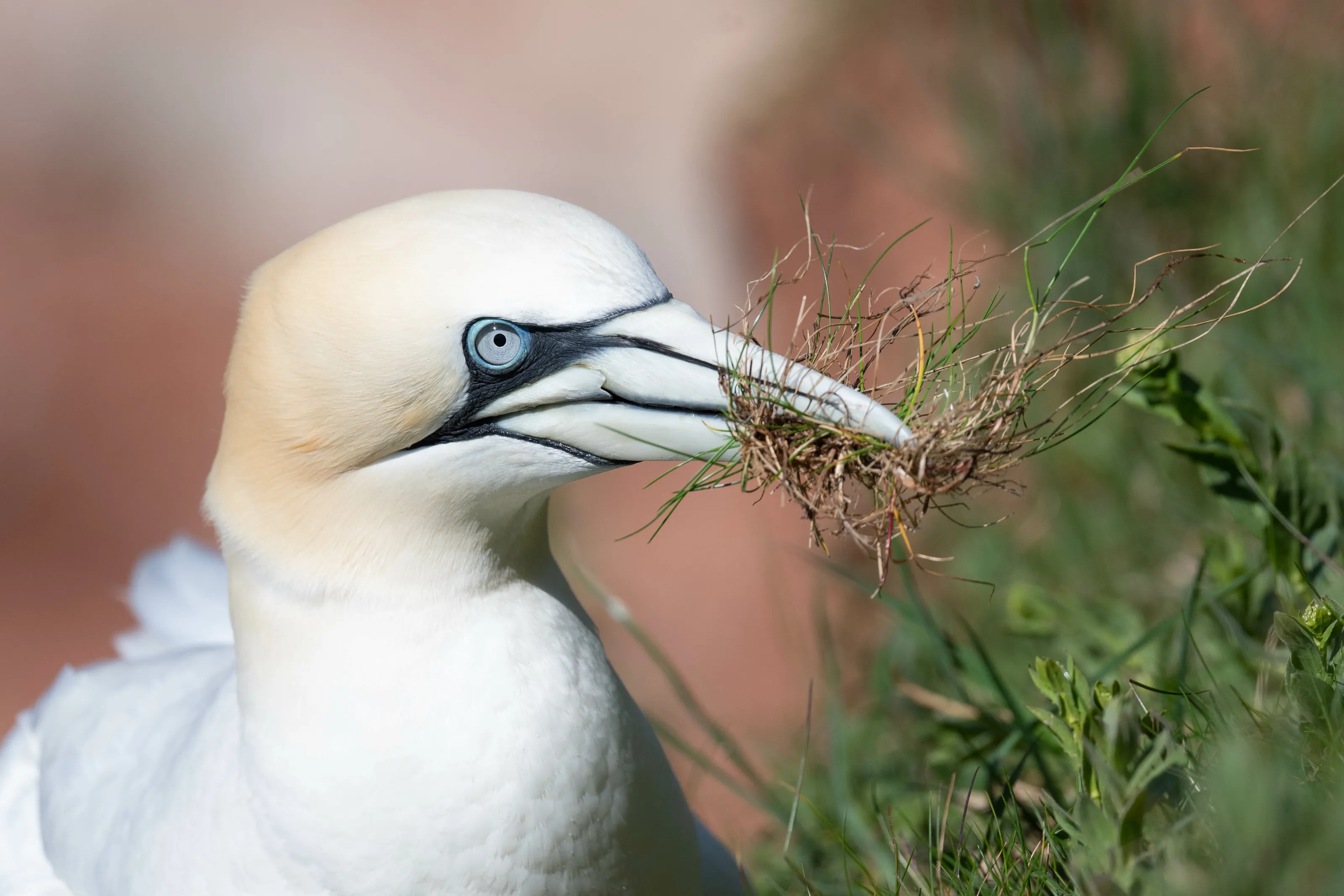 Nothern Gannet
