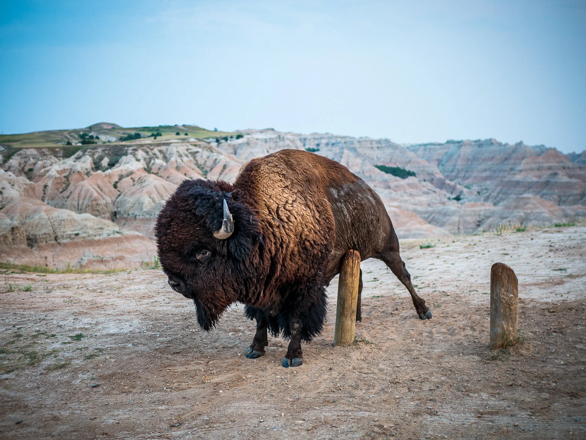 Bison in the Badlands