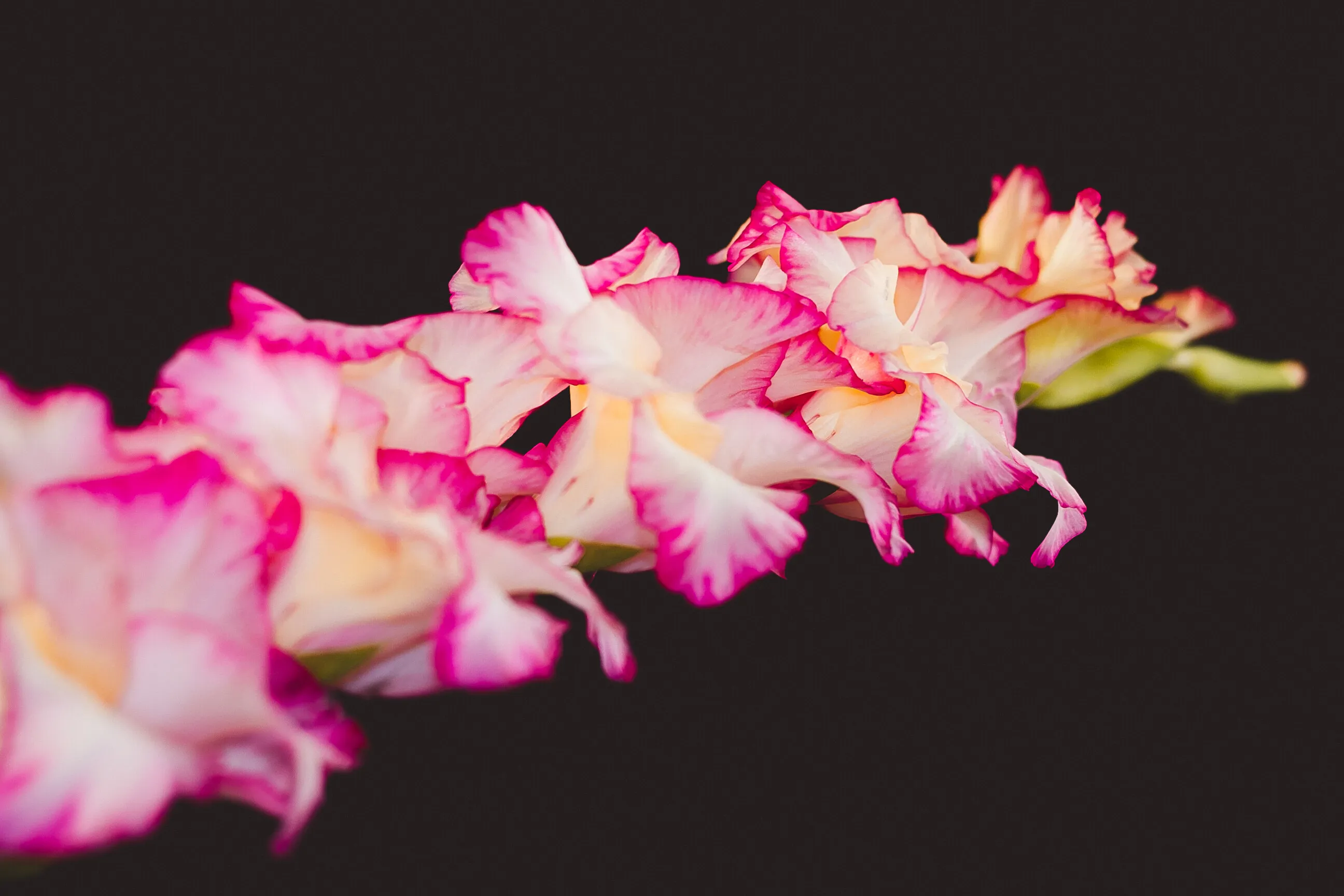Gladiolus