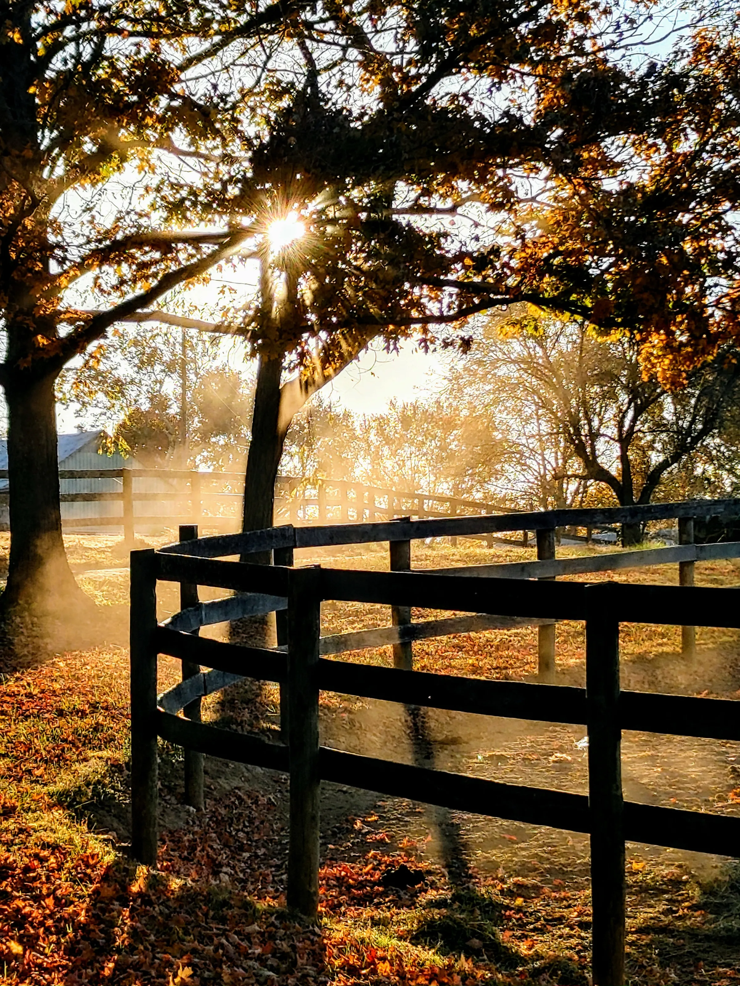 Autumn Morning Aura