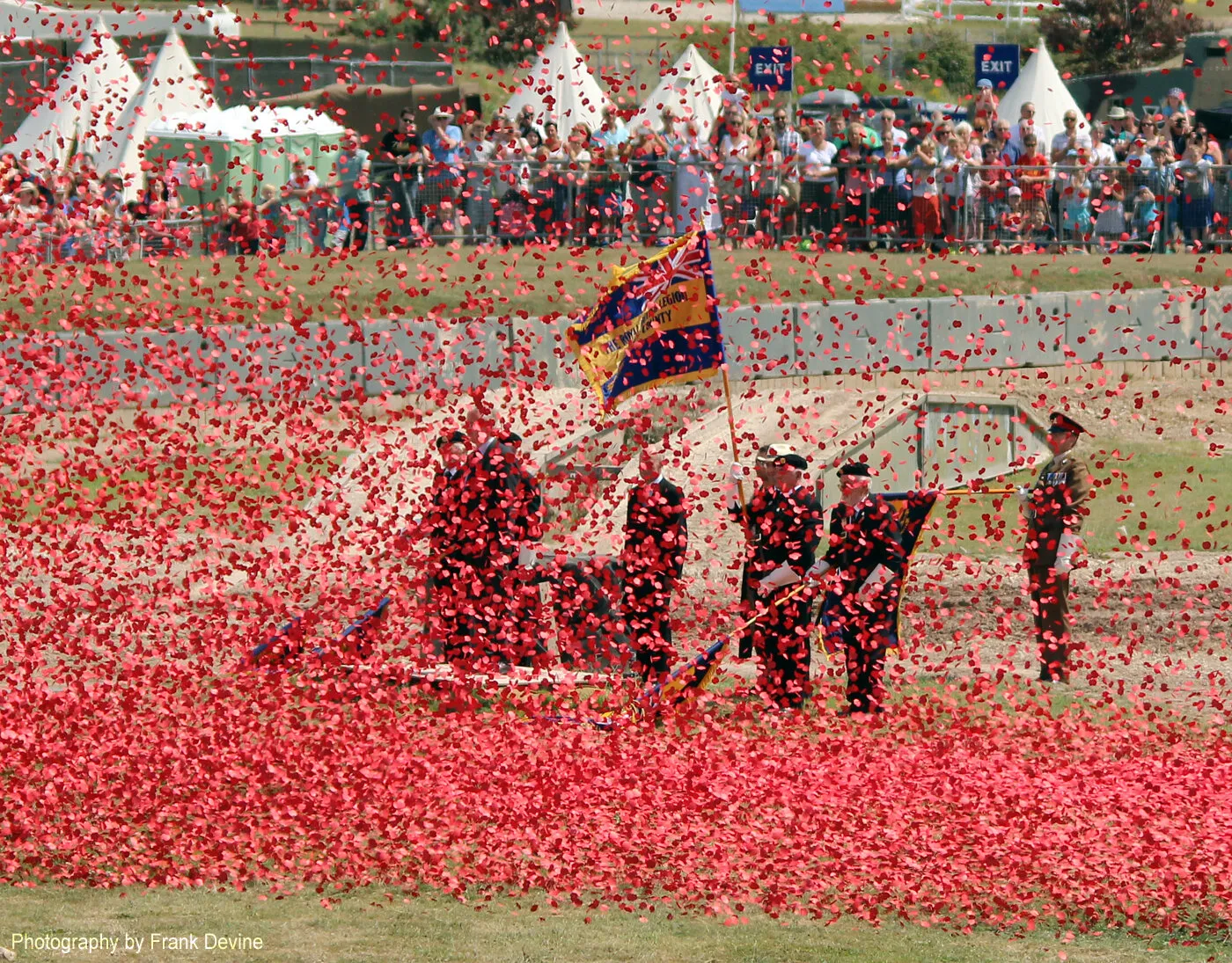 Poppies in the Wind
