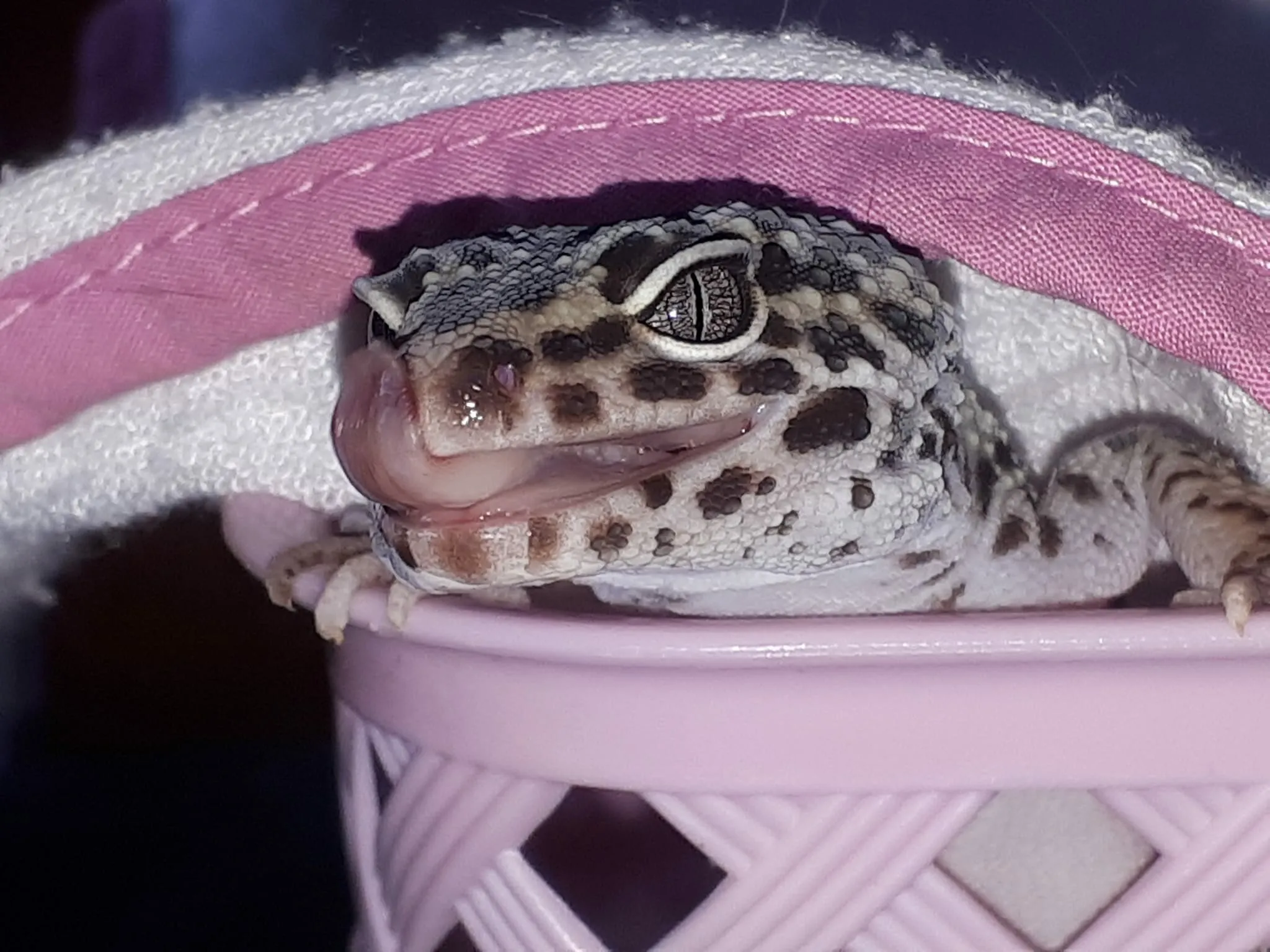 Mac