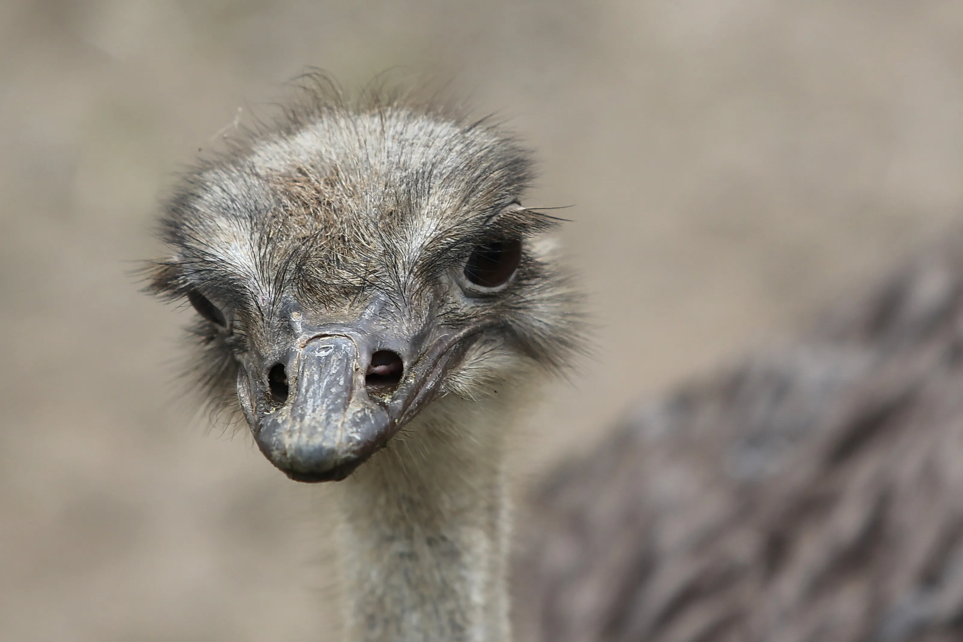 Ostrich