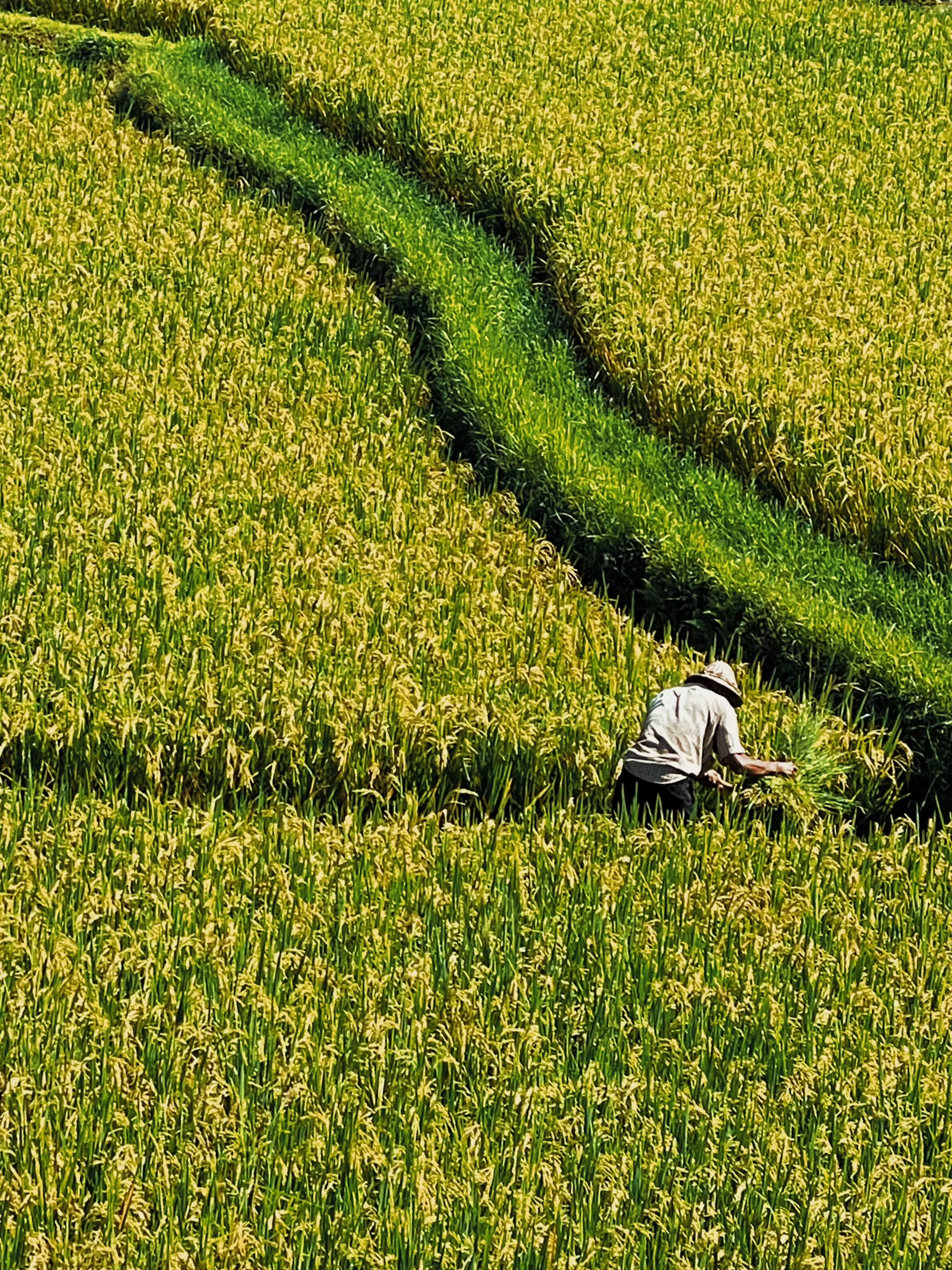 Farmer