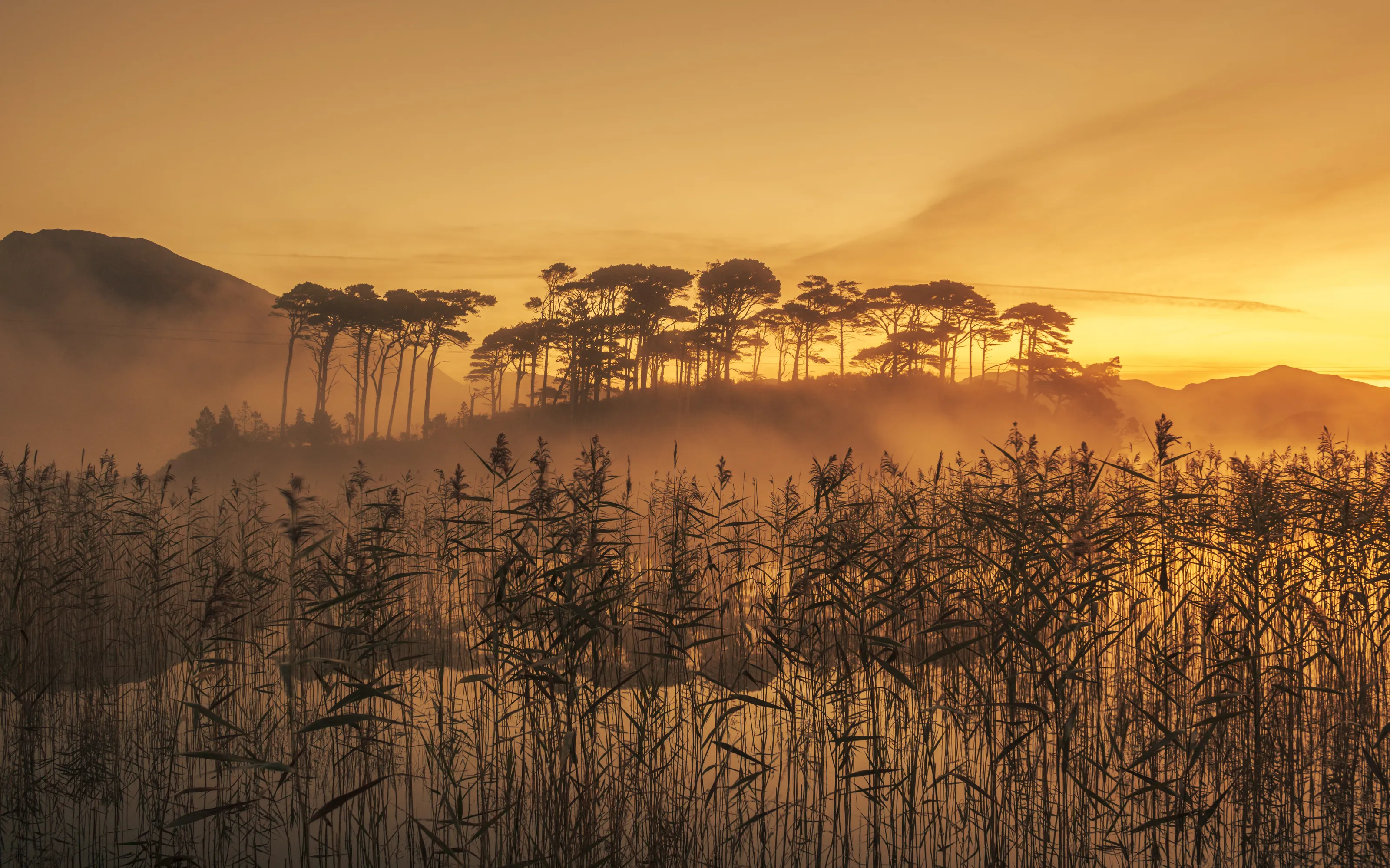 Pine Island Sunrise