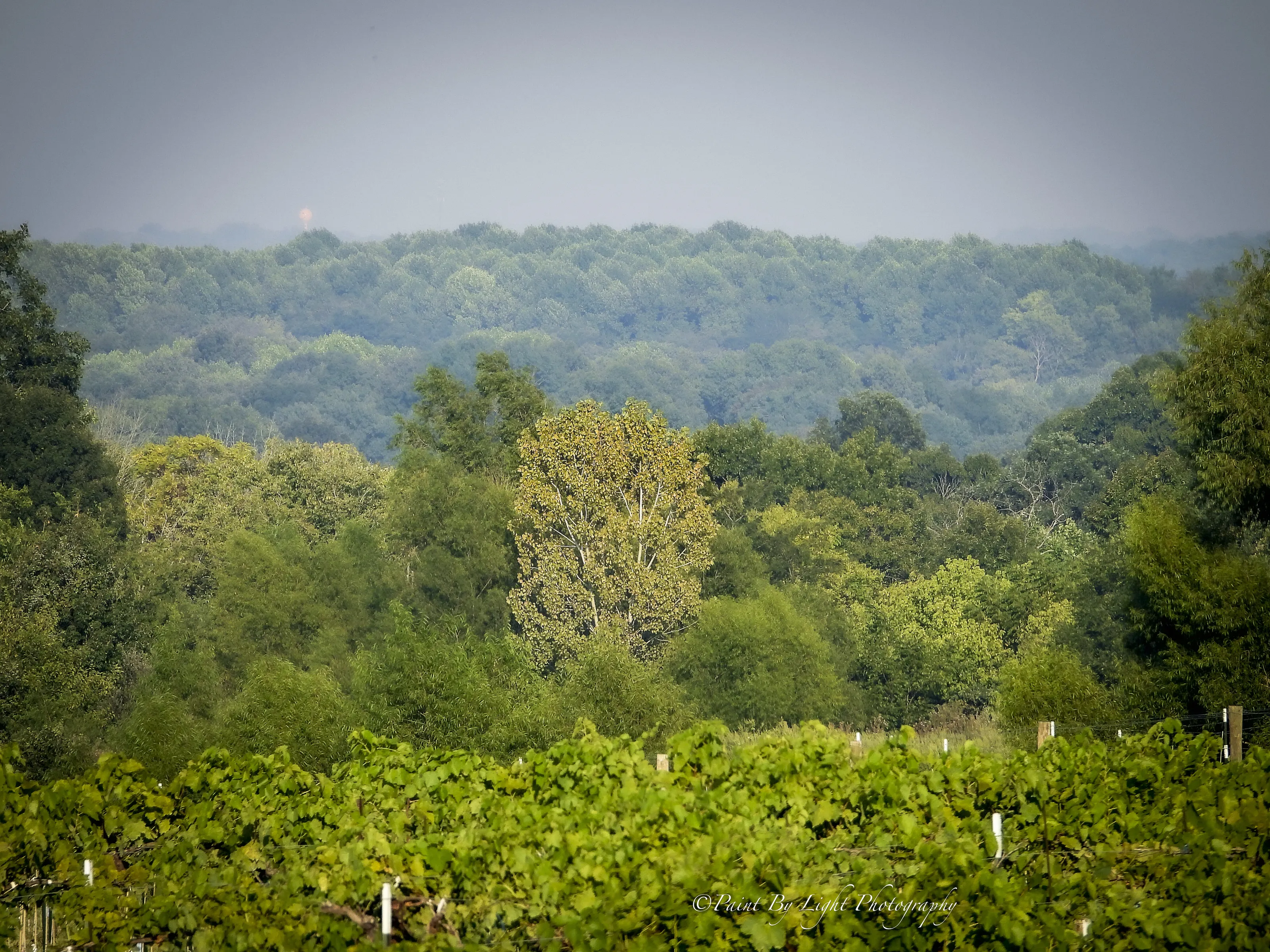 At The Vinyard