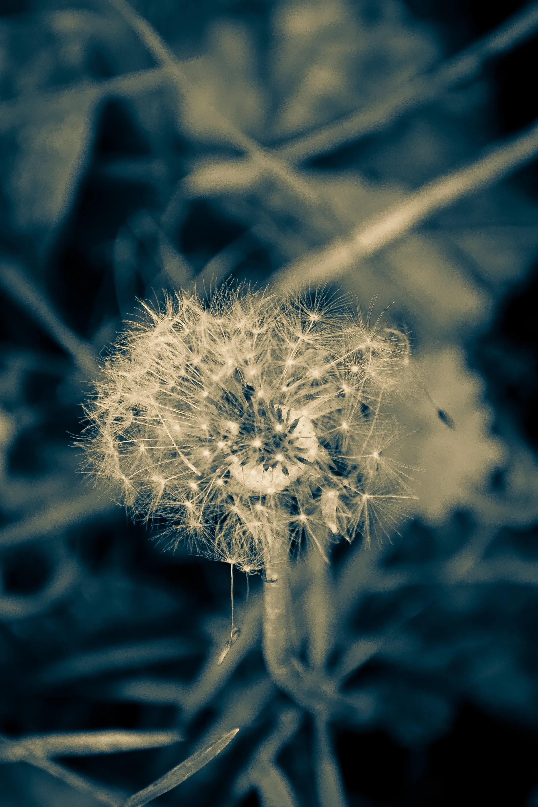 Dandelion’s Last Stand
