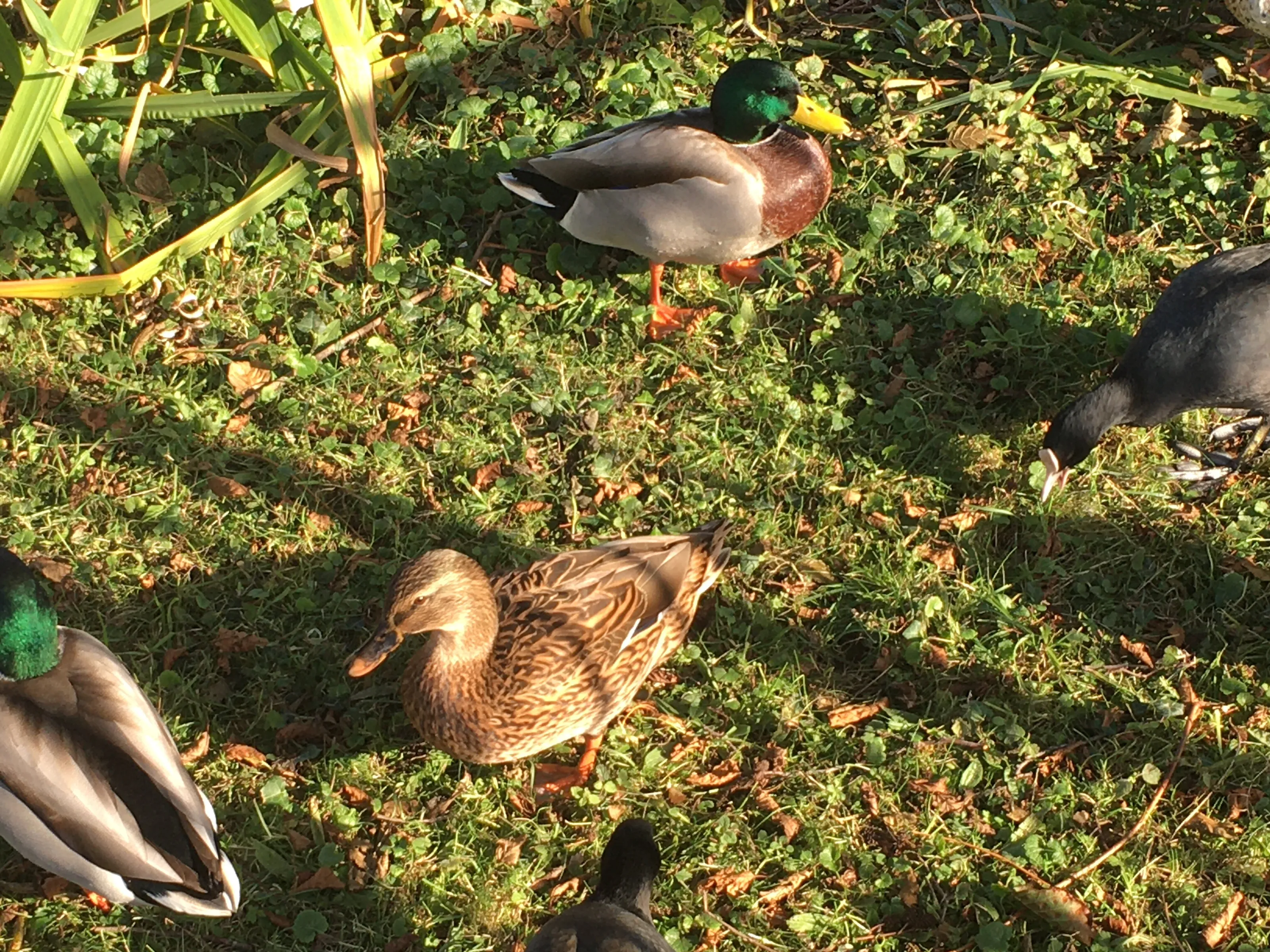 Ducks