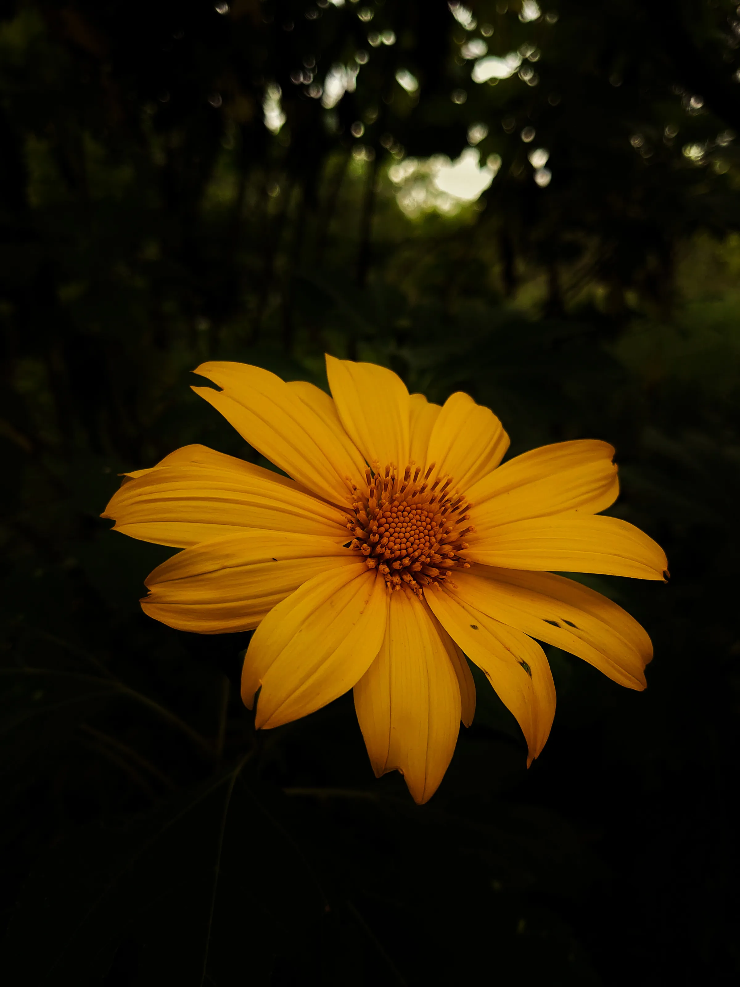 bloom in the dark