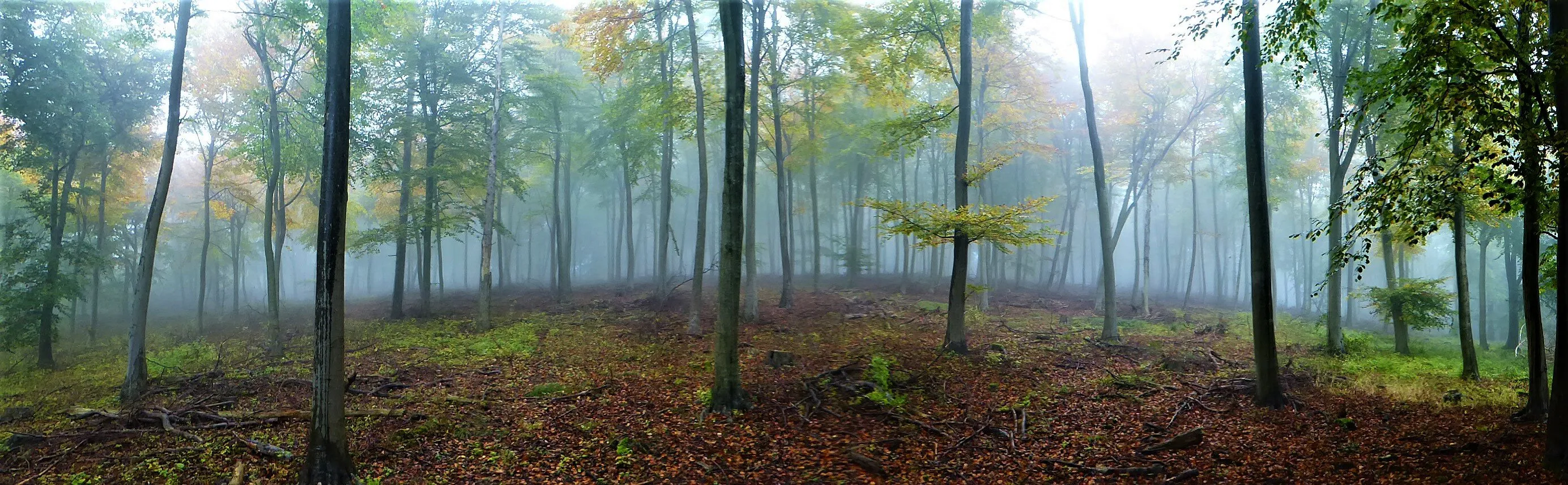 Autumn Woods