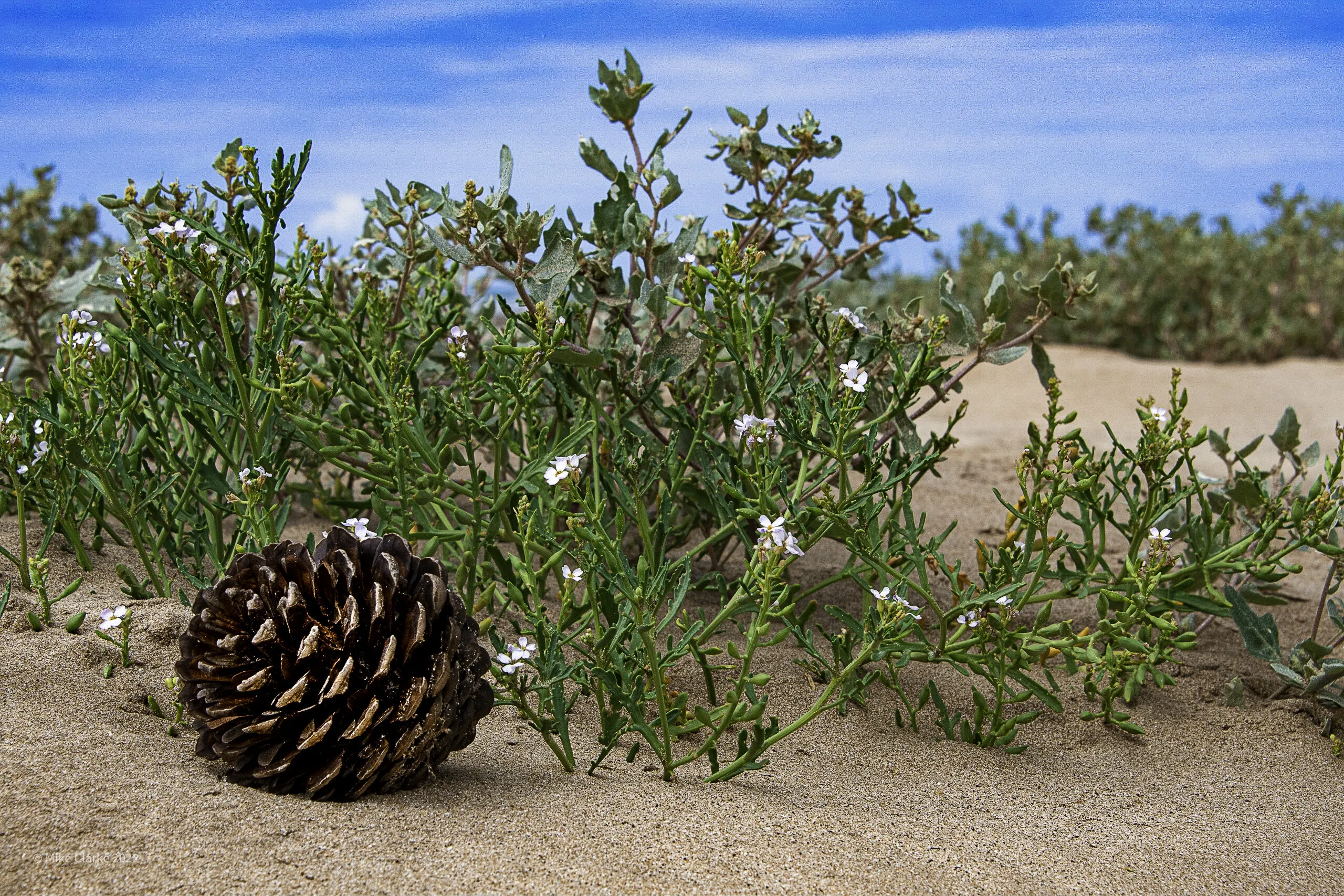 Beach combing