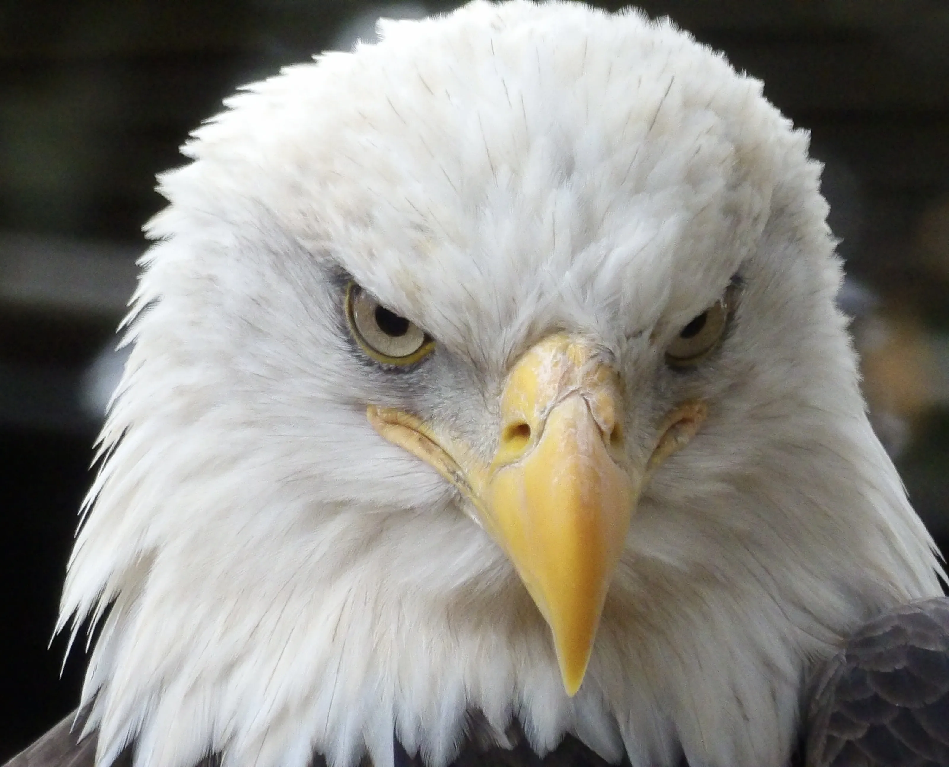 Eagle Stare