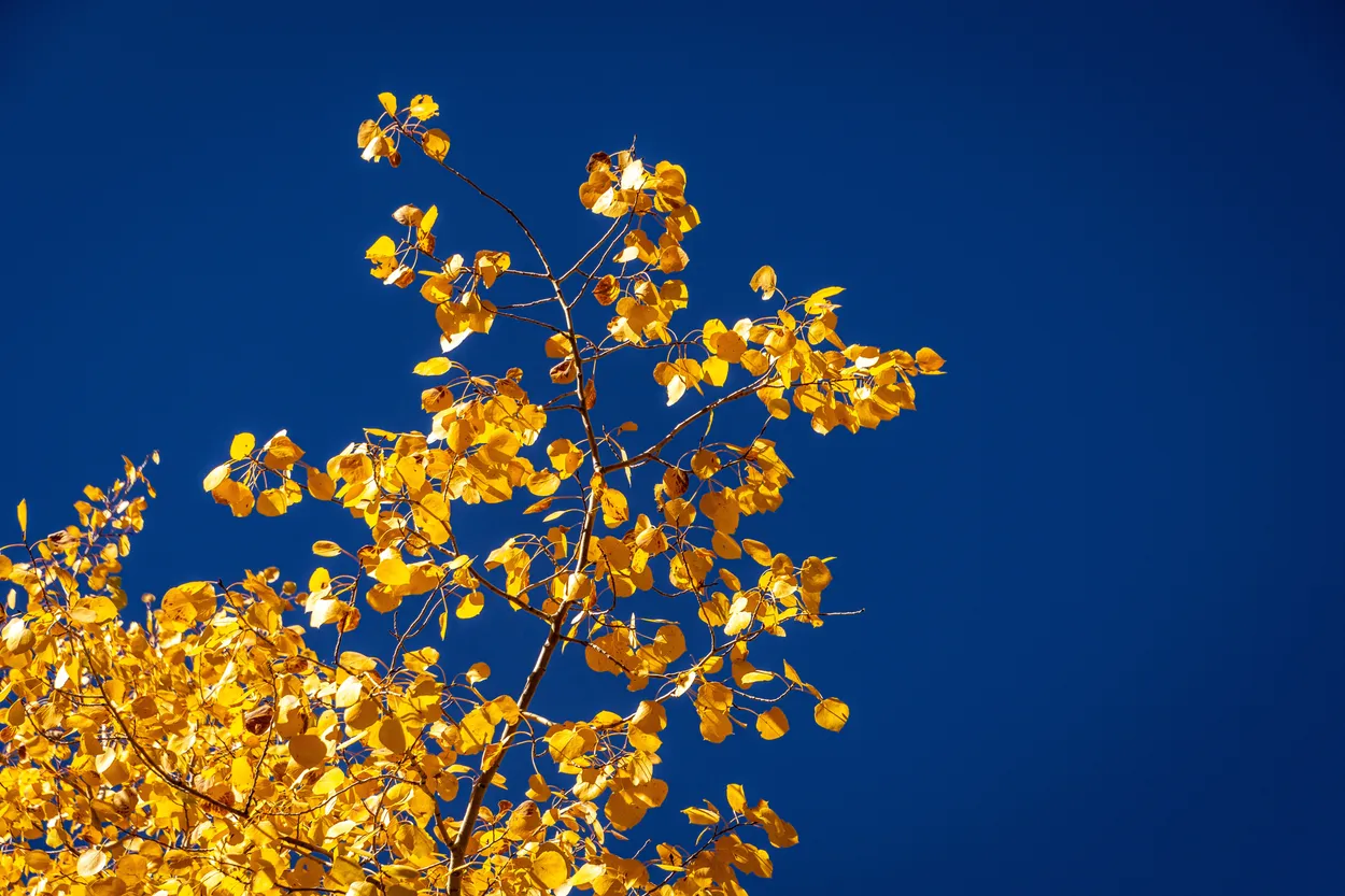 Aspen Leaves