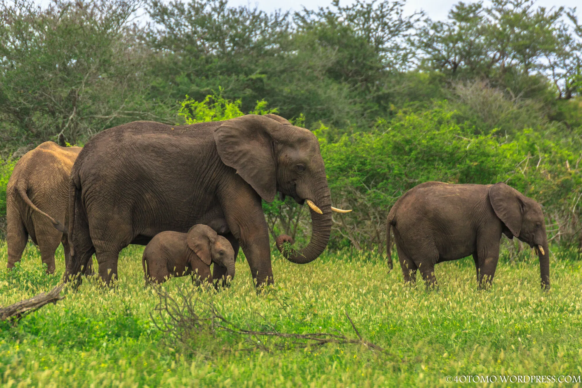 elephant family at Kruger National Park
