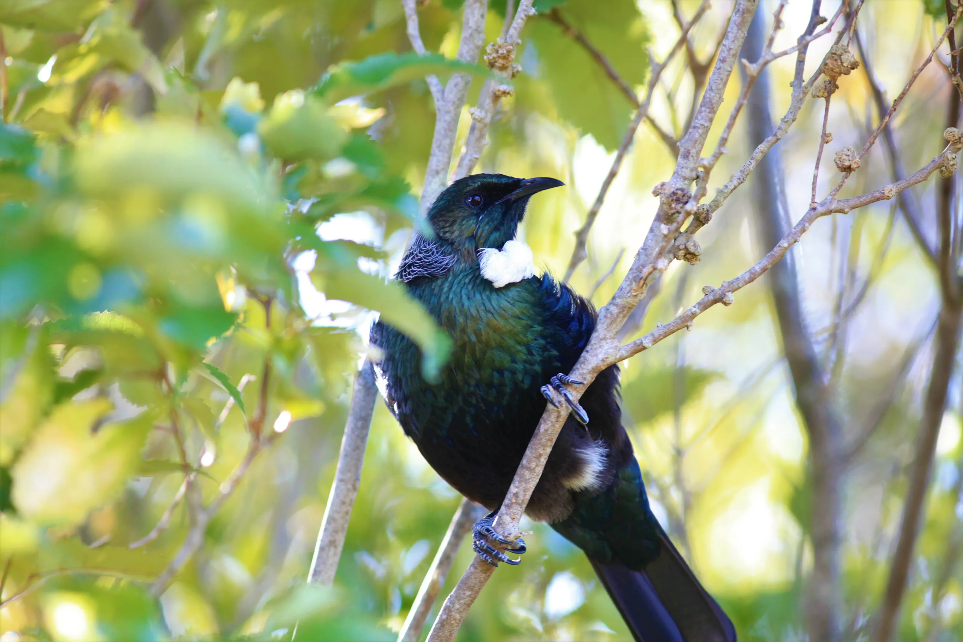 Tui
