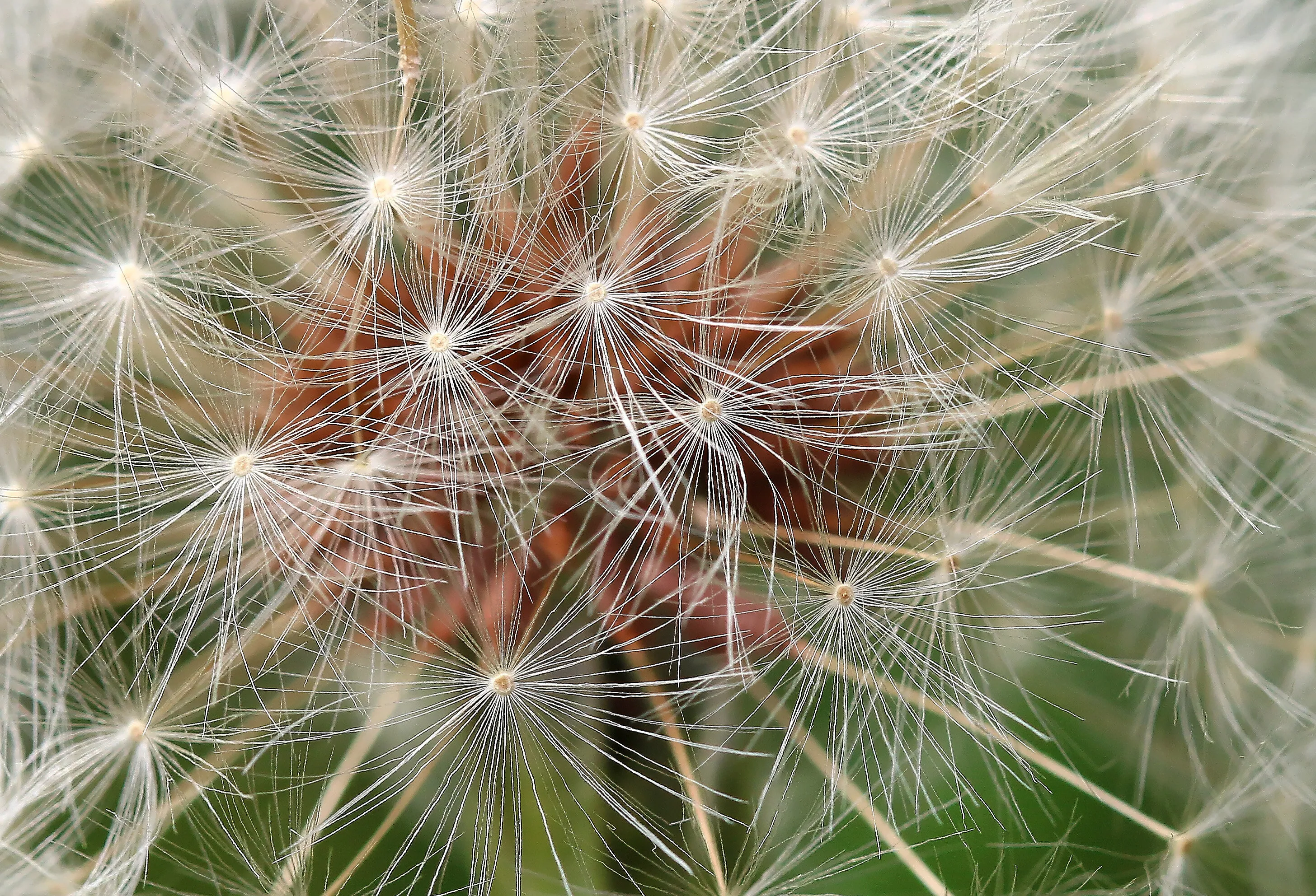 Dandelion head