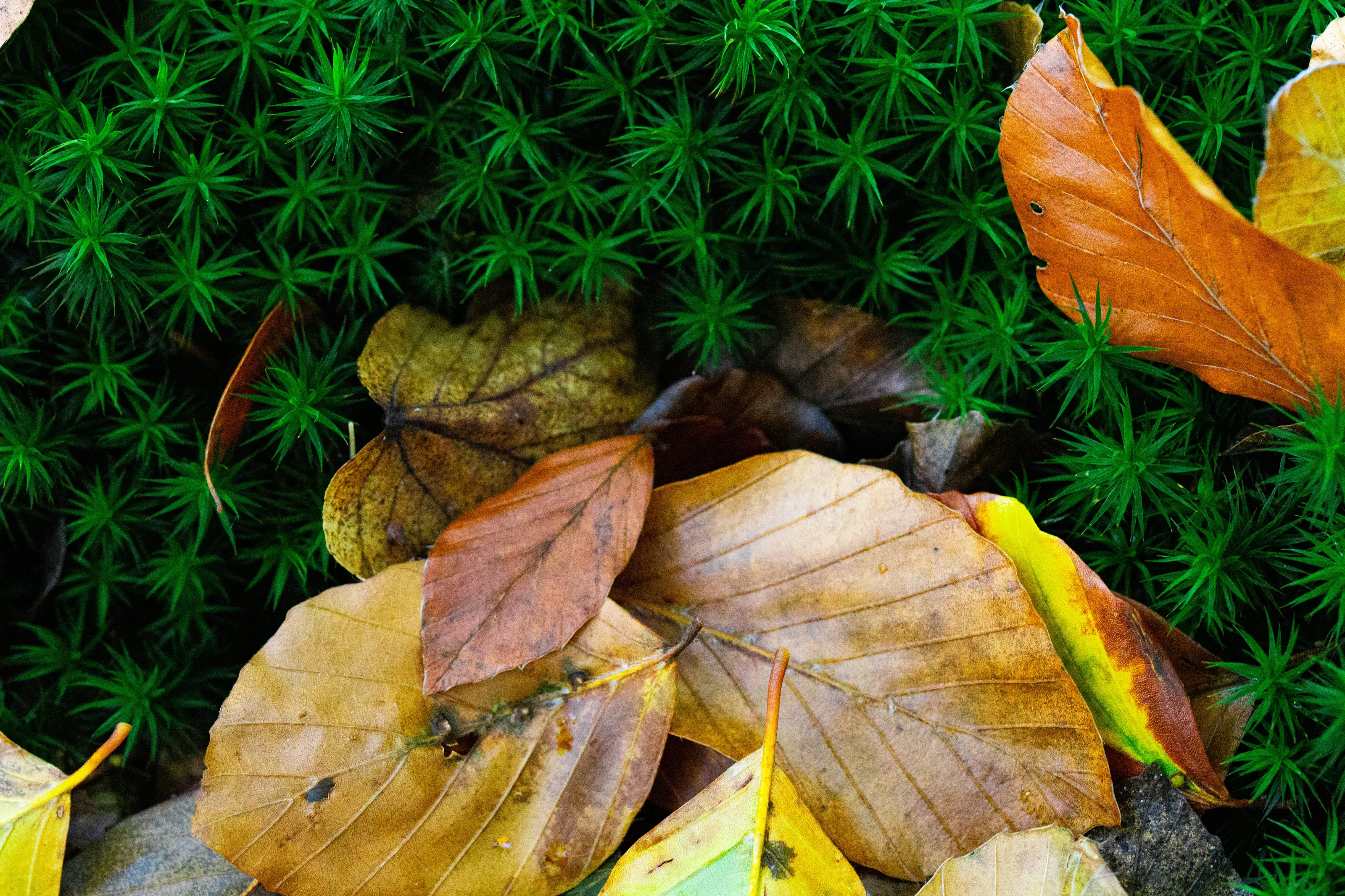 First yellow leaves